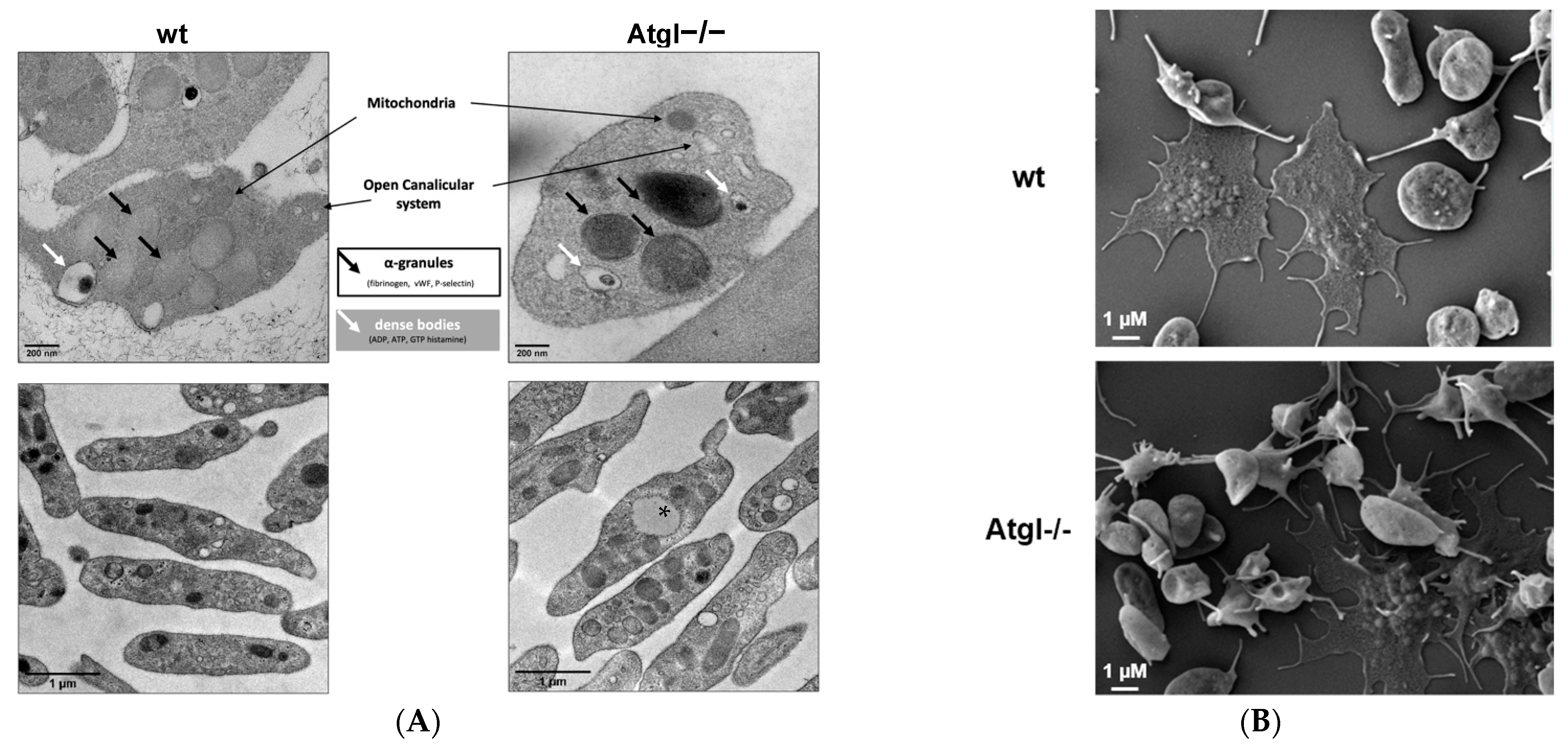 Cells 11 00850 g002a 550