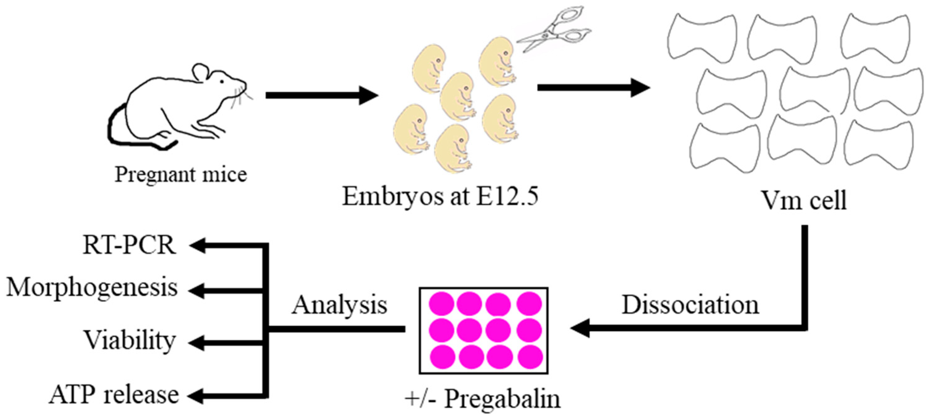 Cells 11 00852 g001 Cells 11 00852 g001