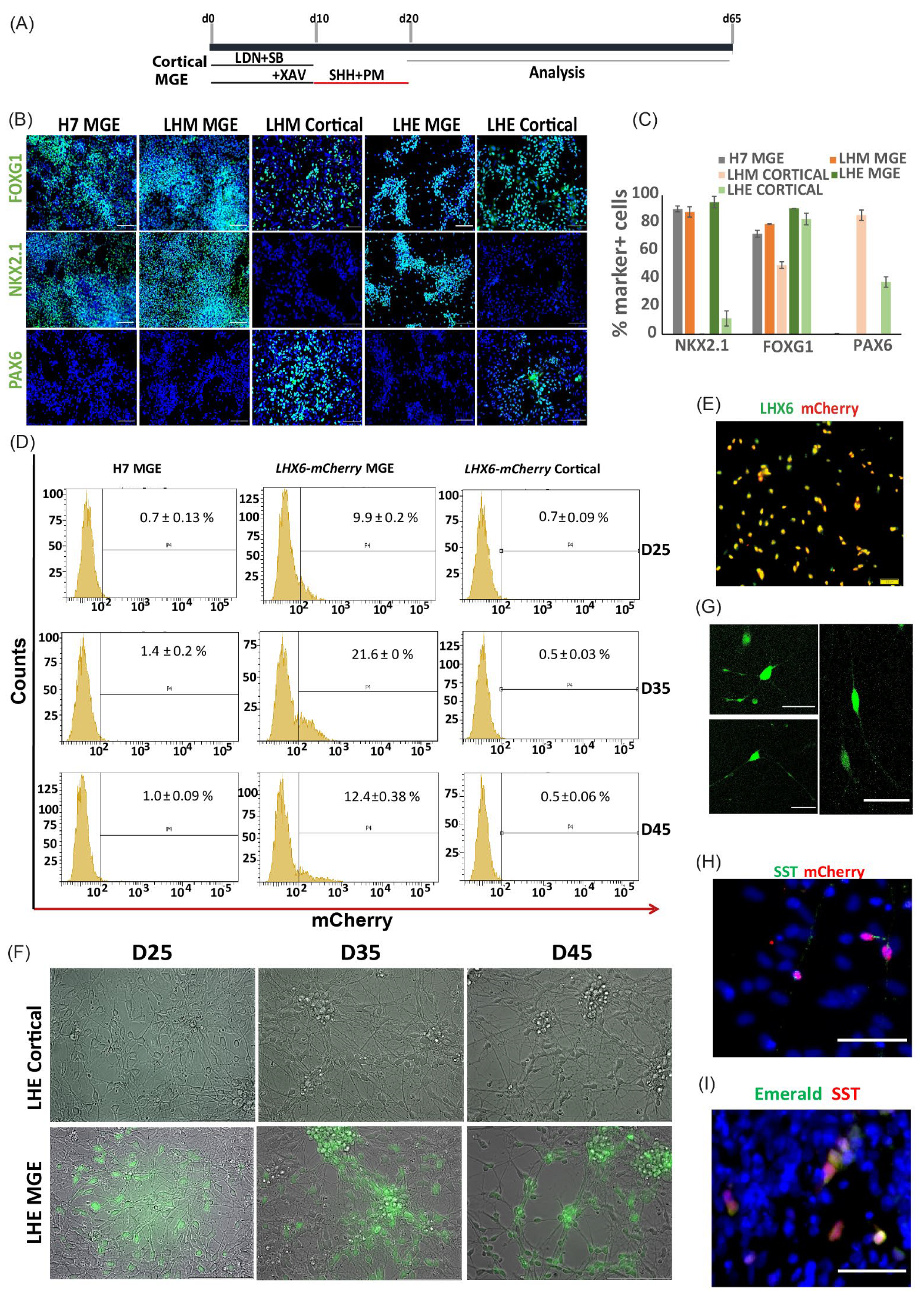 Cells 11 00853 g003 550
