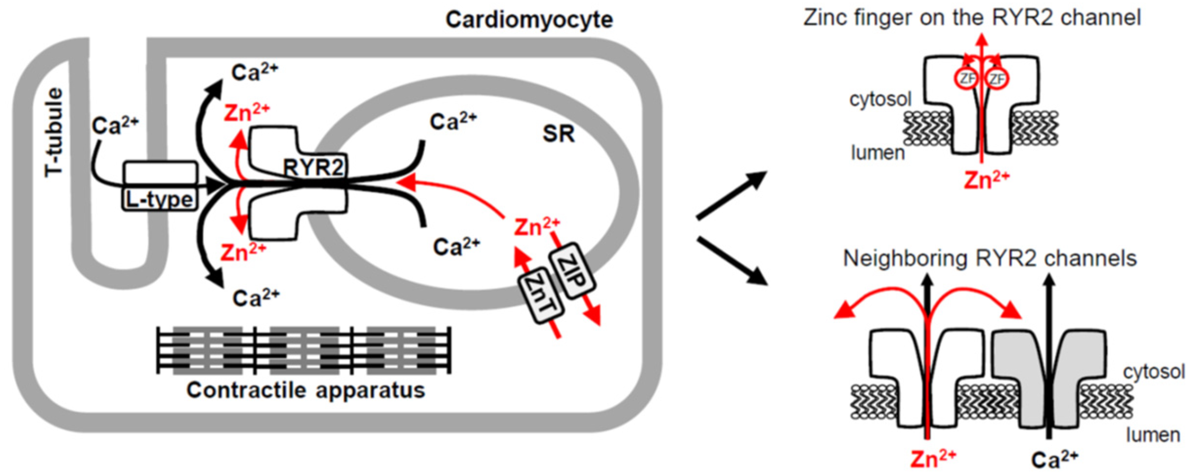 Cells 11 00868 g008 Cells 11 00868 g008