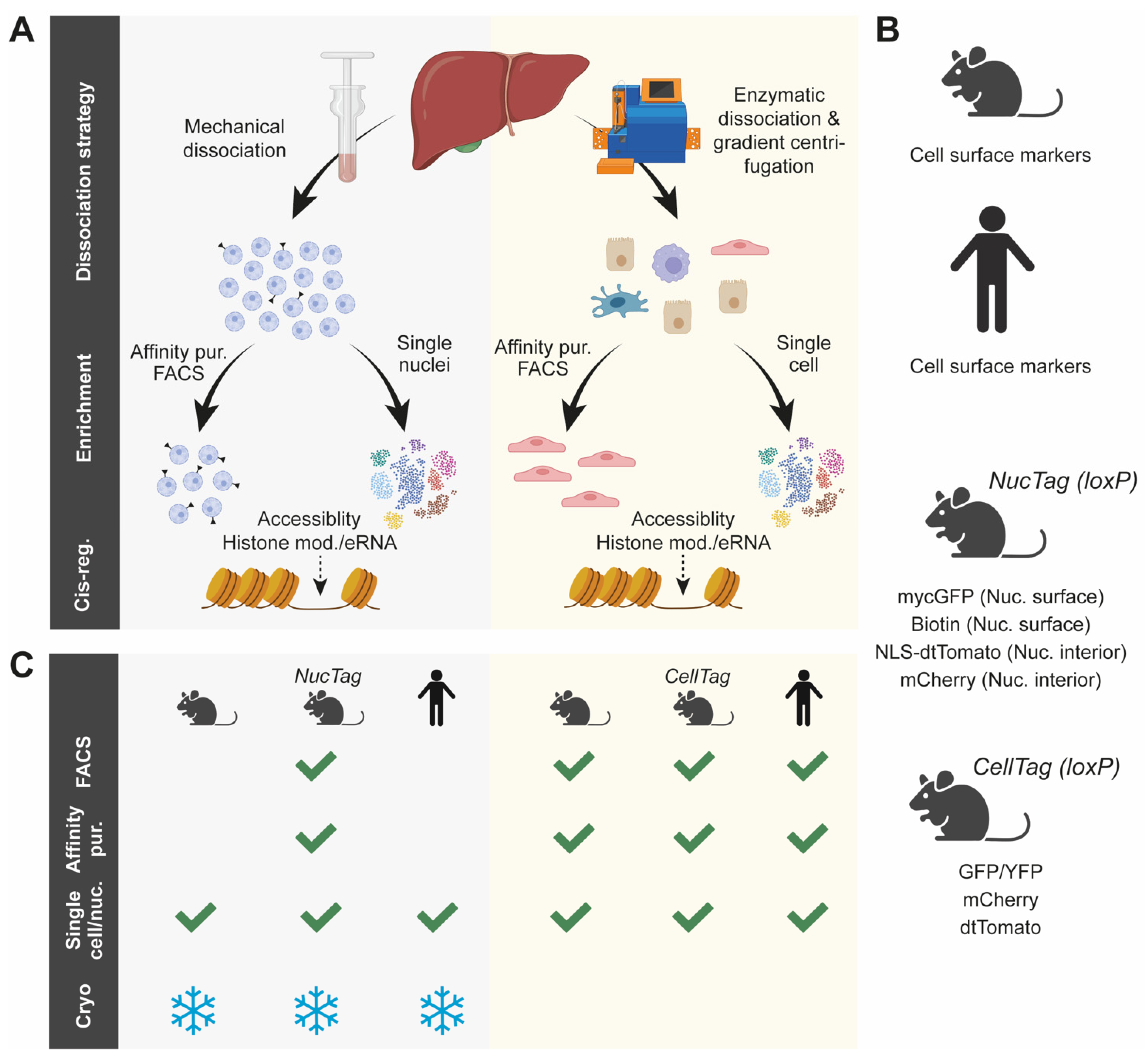 Cells 11 00870 g002 550