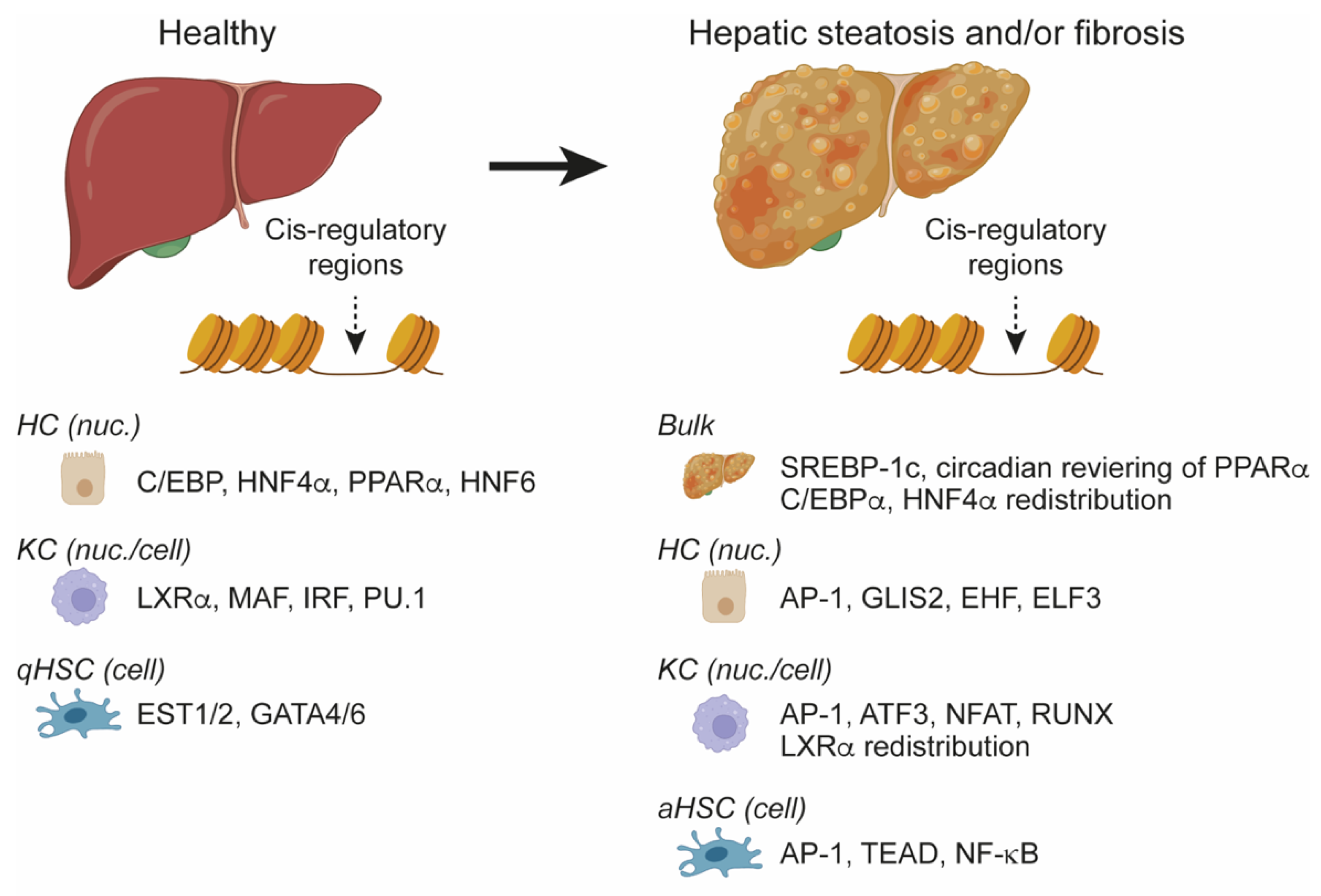 Cells 11 00870 g003 550