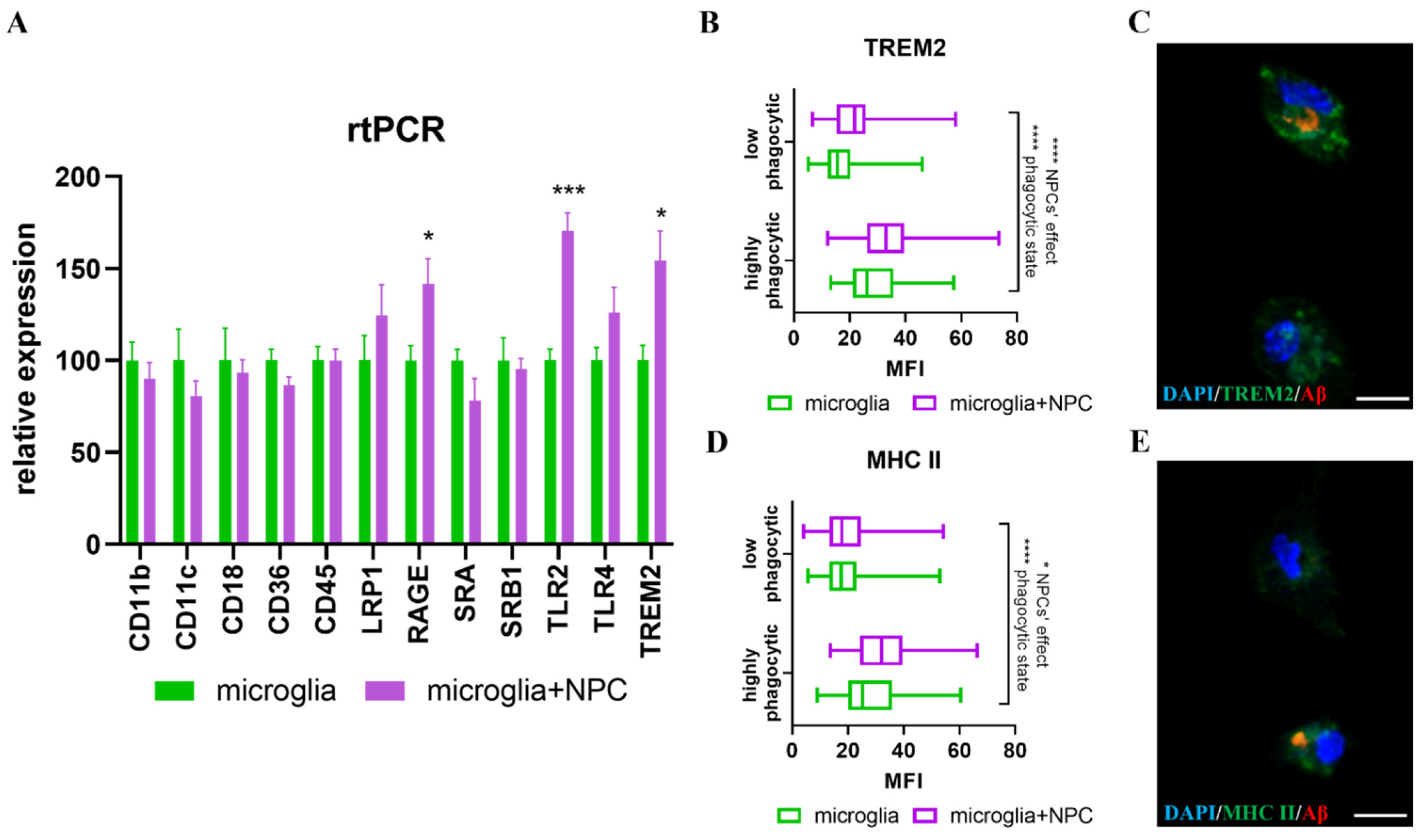 Cells 11 00876 g004 550