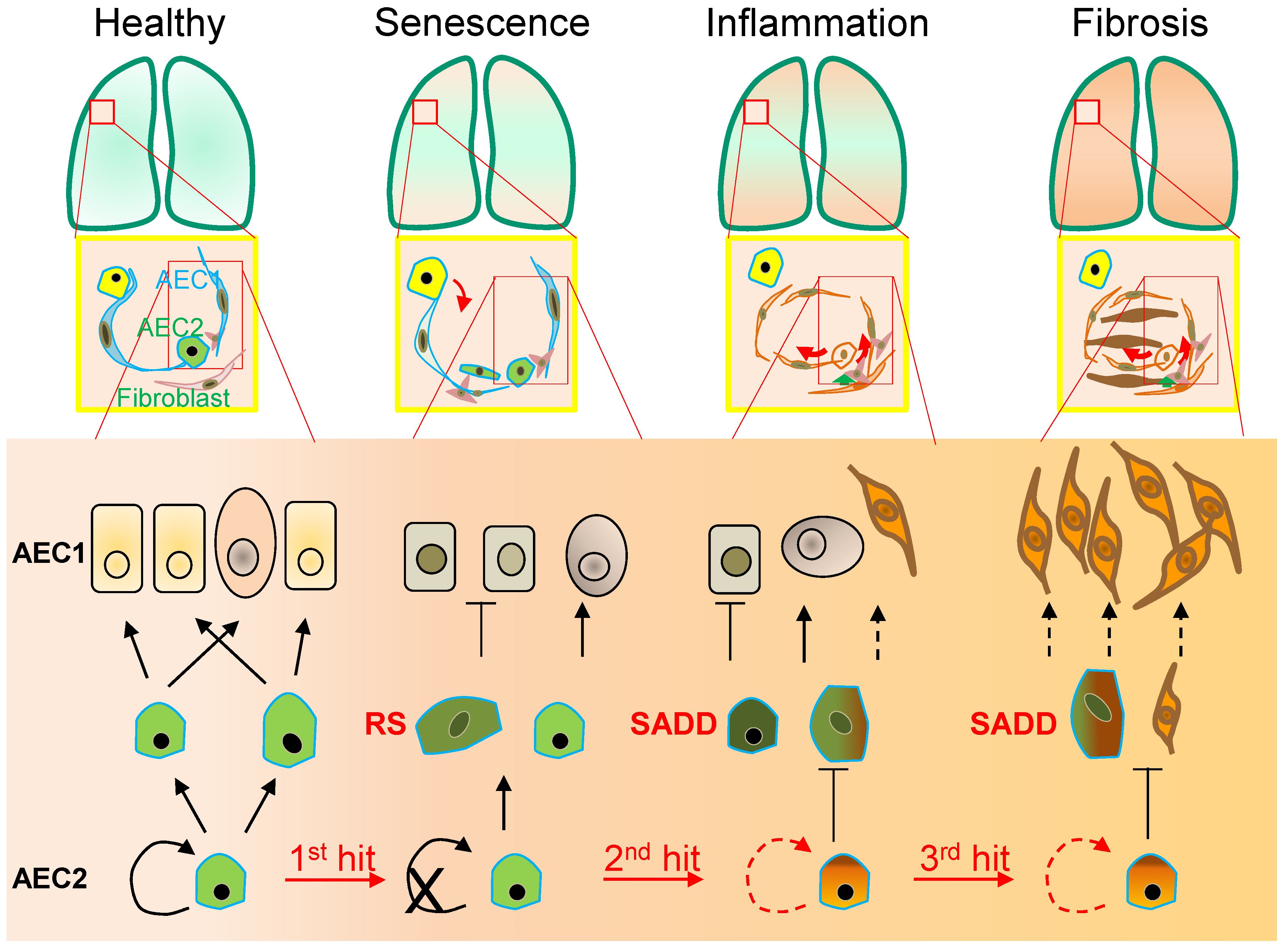 Cells 11 00877 g001 Cells 11 00877 g001