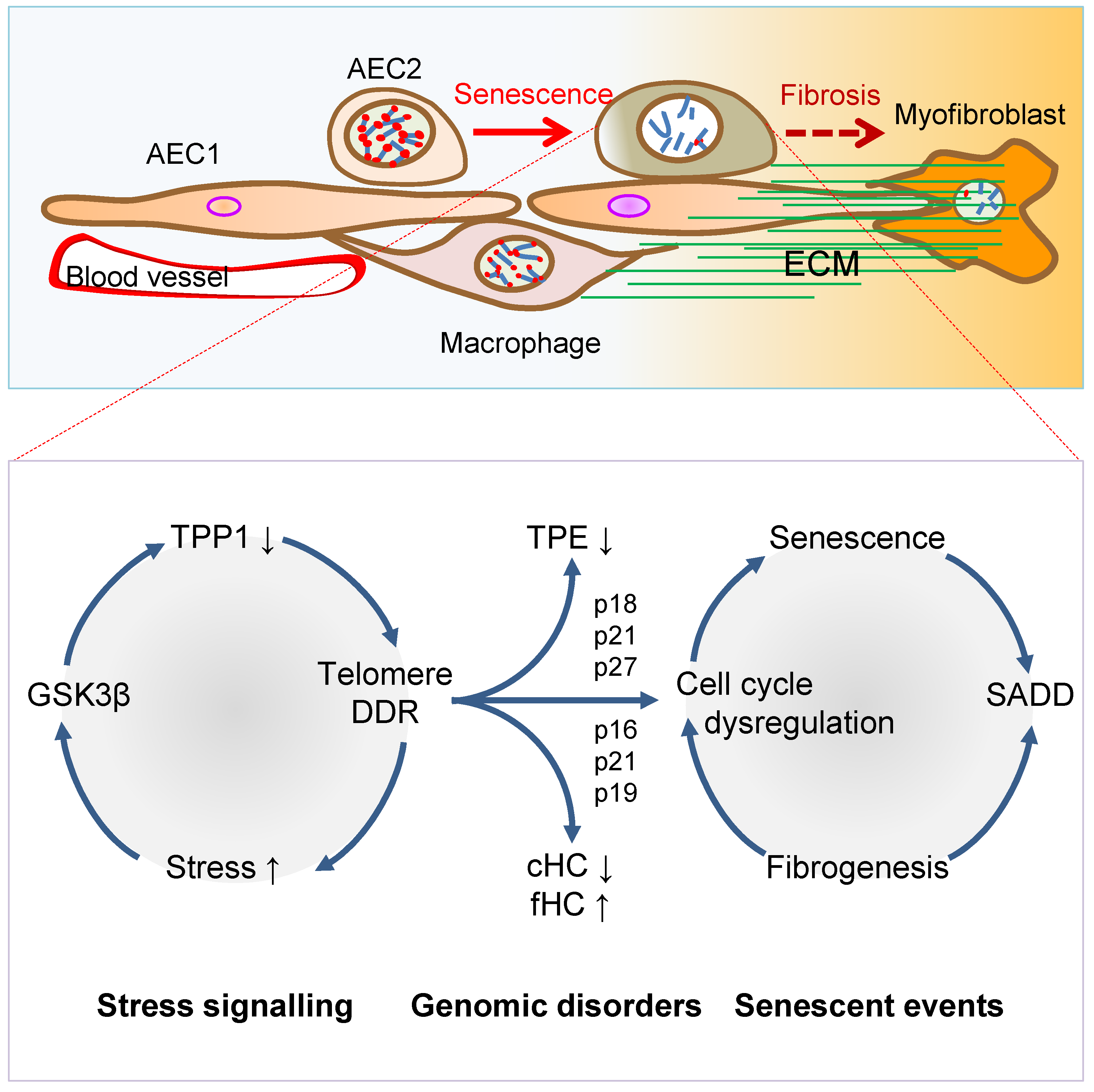 Cells 11 00877 g002 Cells 11 00877 g002