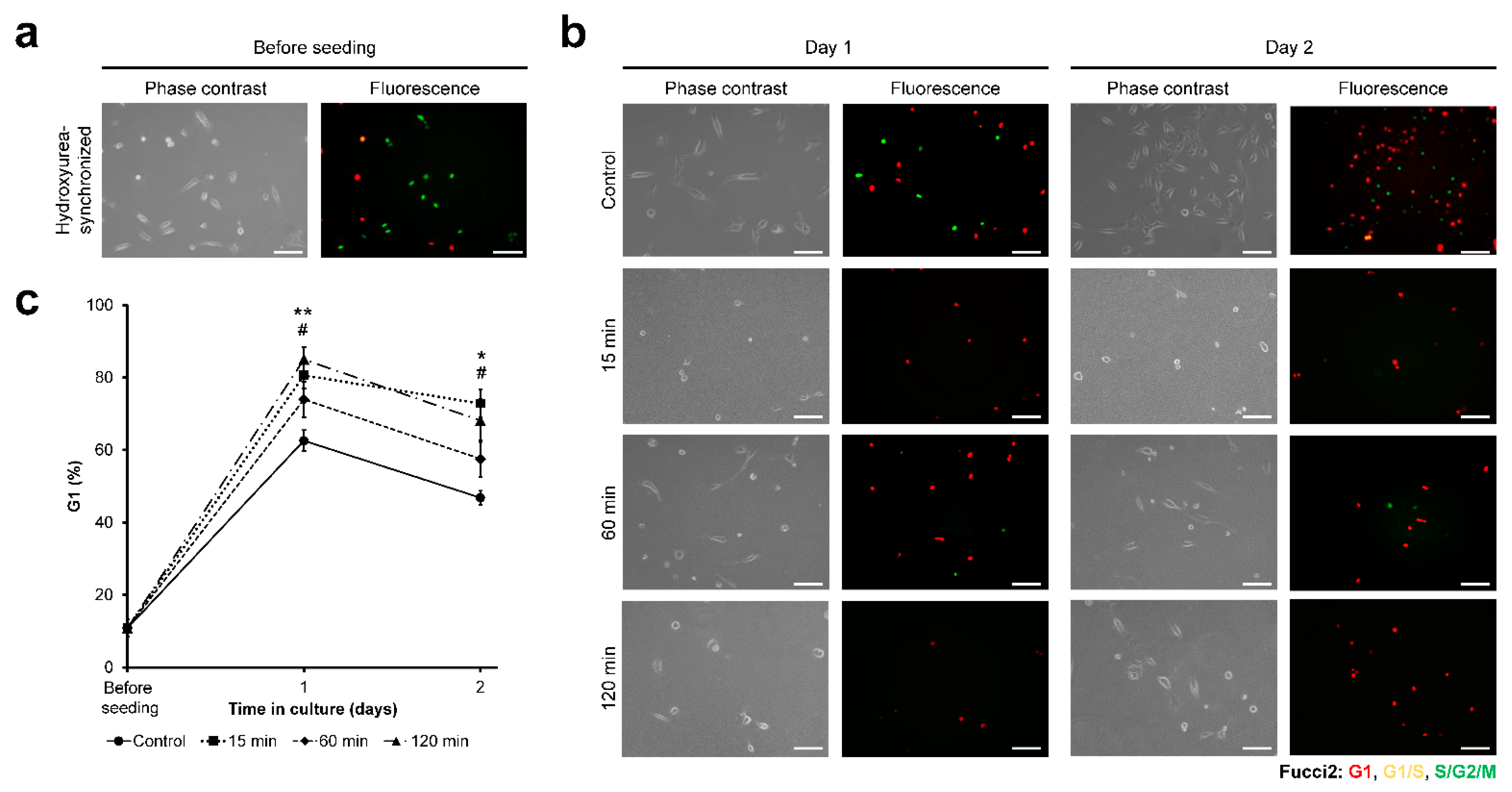 Cells 11 00881 g007 Cells 11 00881 g007