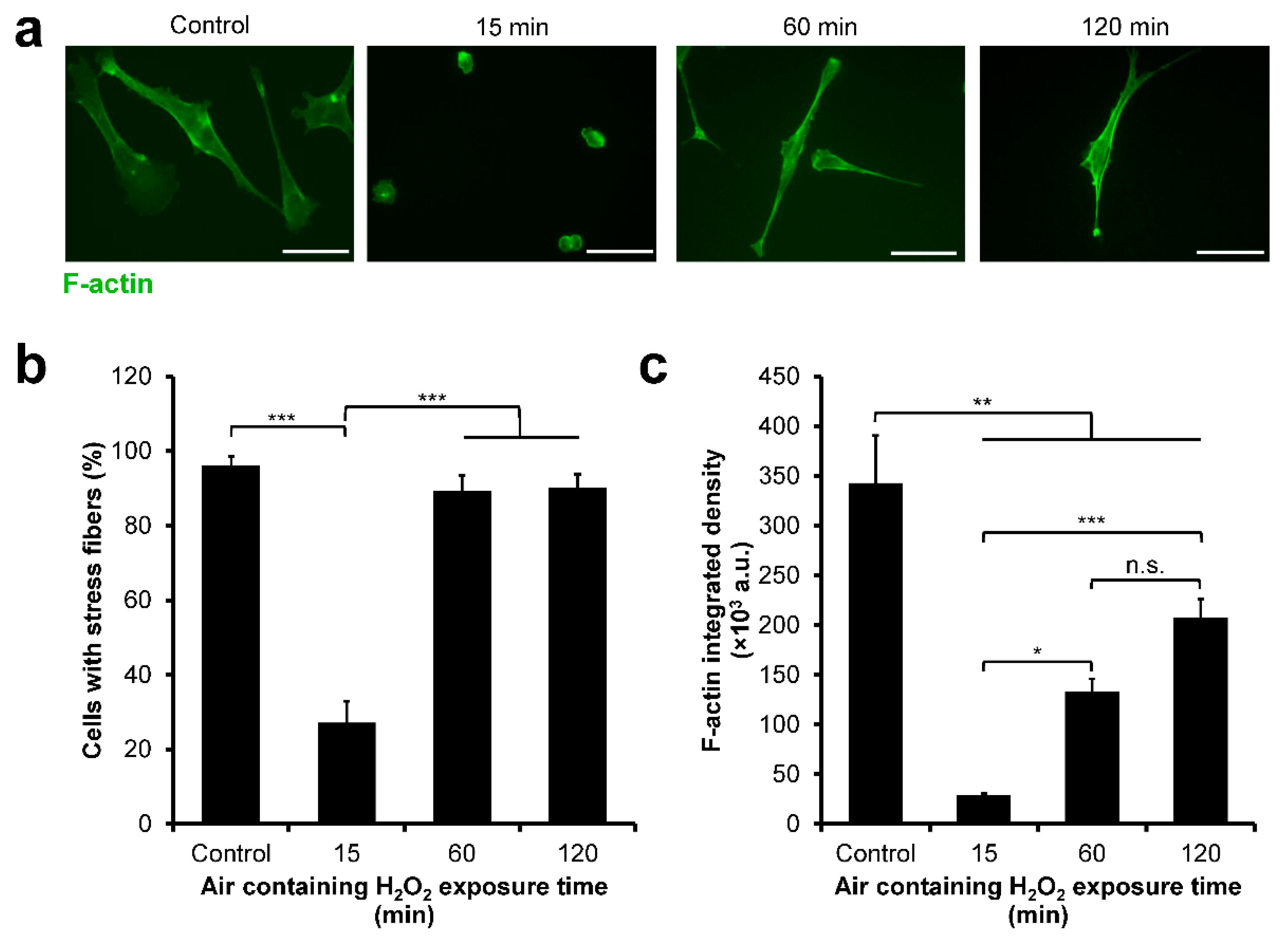 Cells 11 00881 g008 Cells 11 00881 g008
