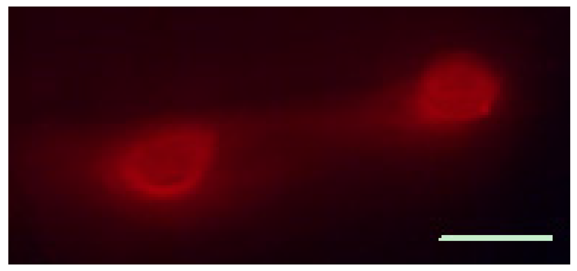 Cells 11 00886 g002 550