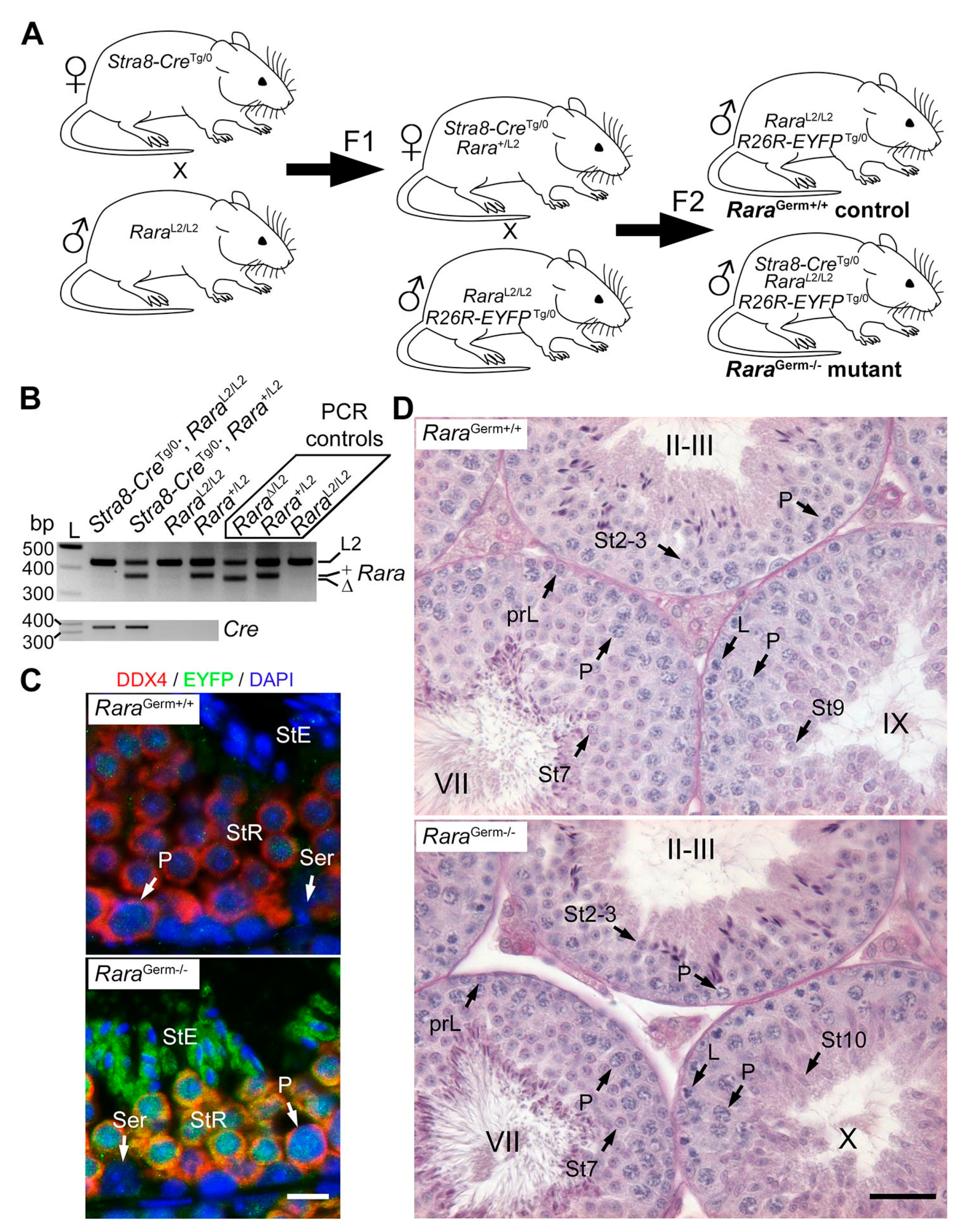 Cells 11 00891 g001 Cells 11 00891 g001