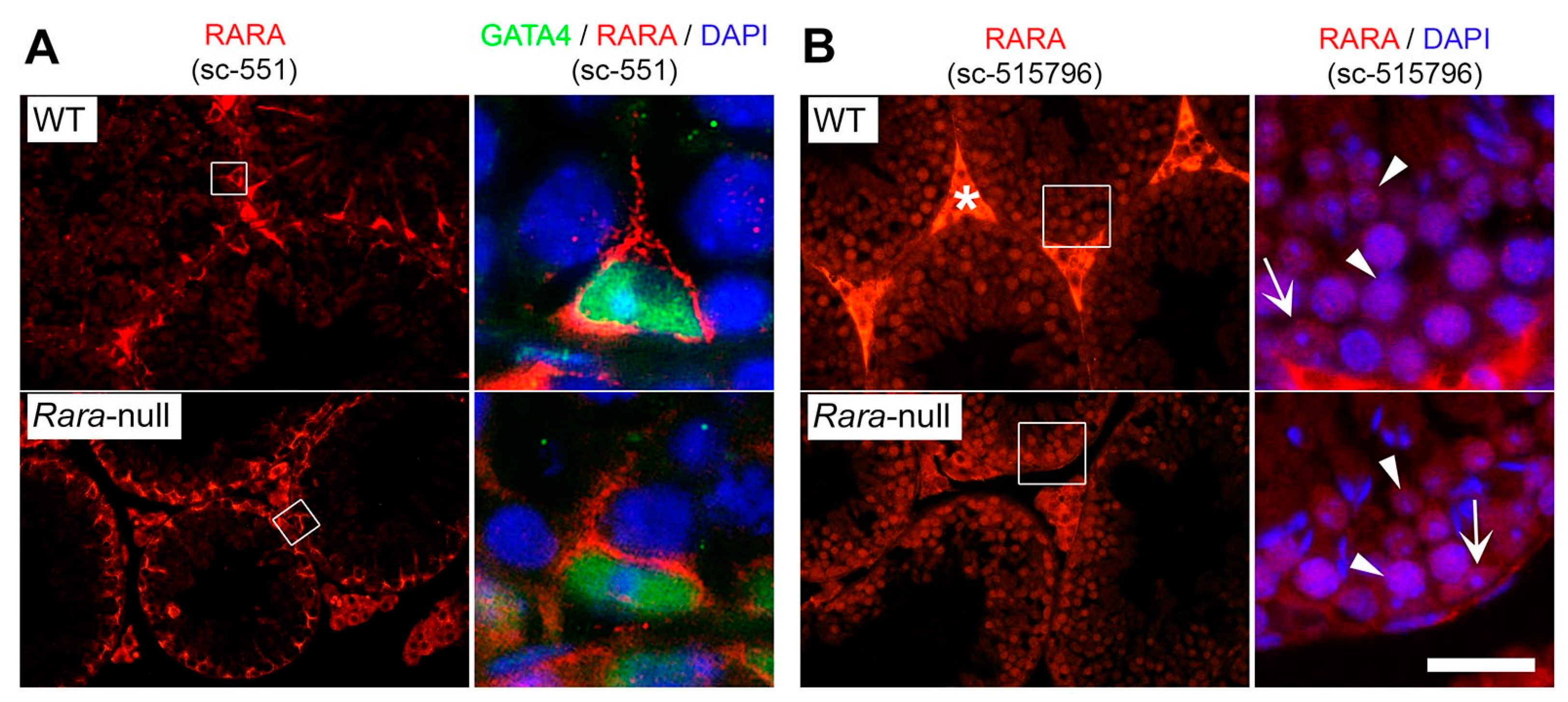 Cells 11 00891 g002 Cells 11 00891 g002