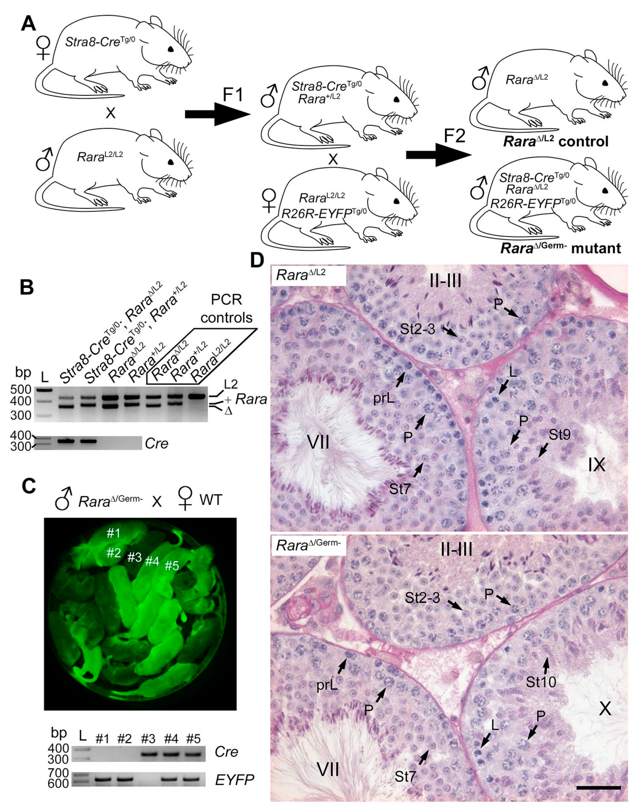 Cells 11 00891 g004 Cells 11 00891 g004