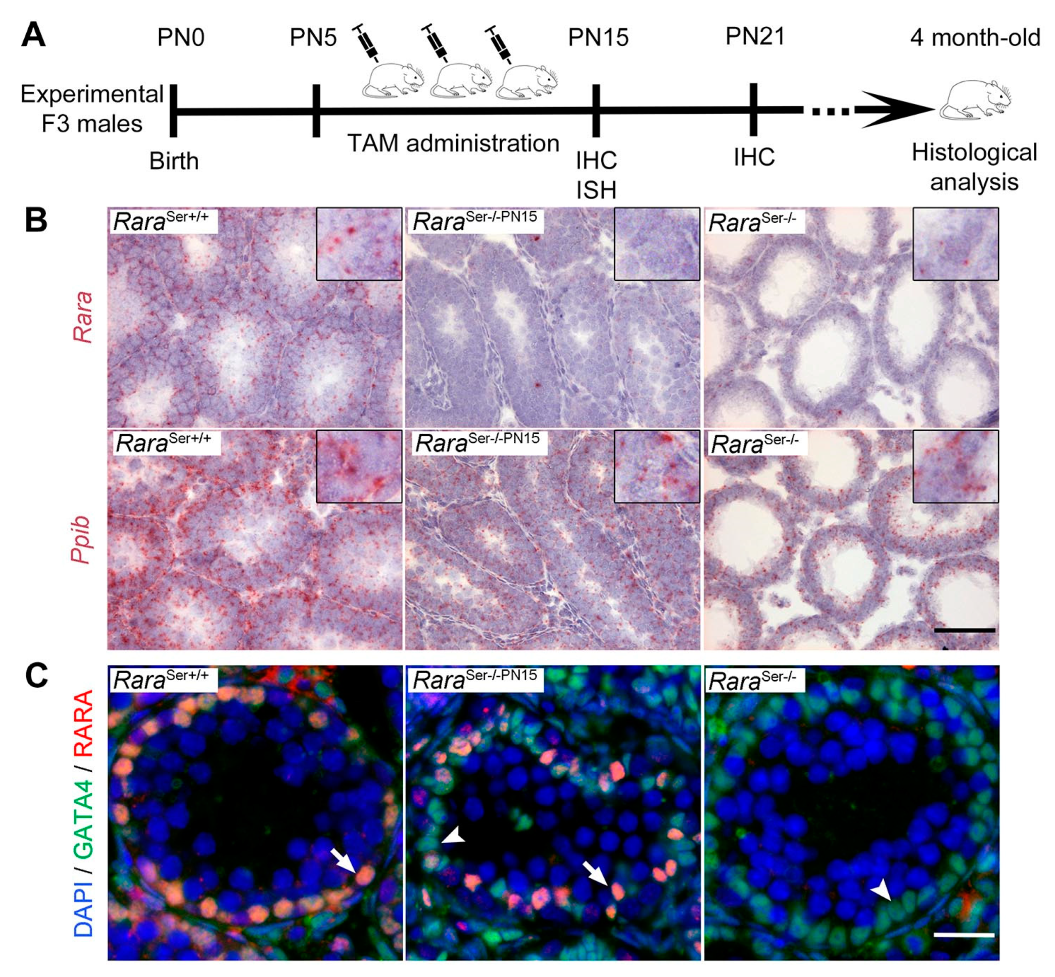 Cells 11 00891 g005 Cells 11 00891 g005