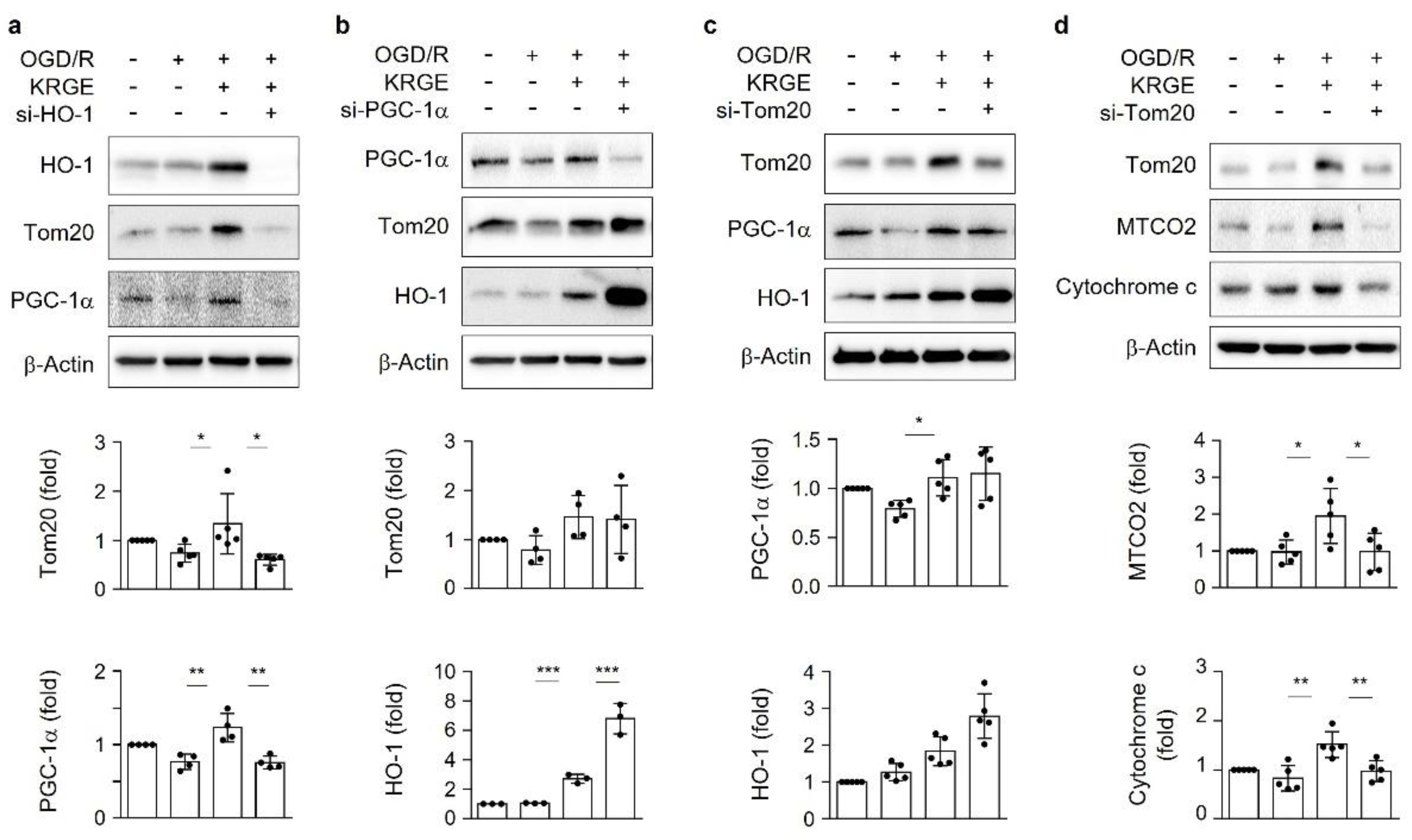 Cells 11 00892 g002 550