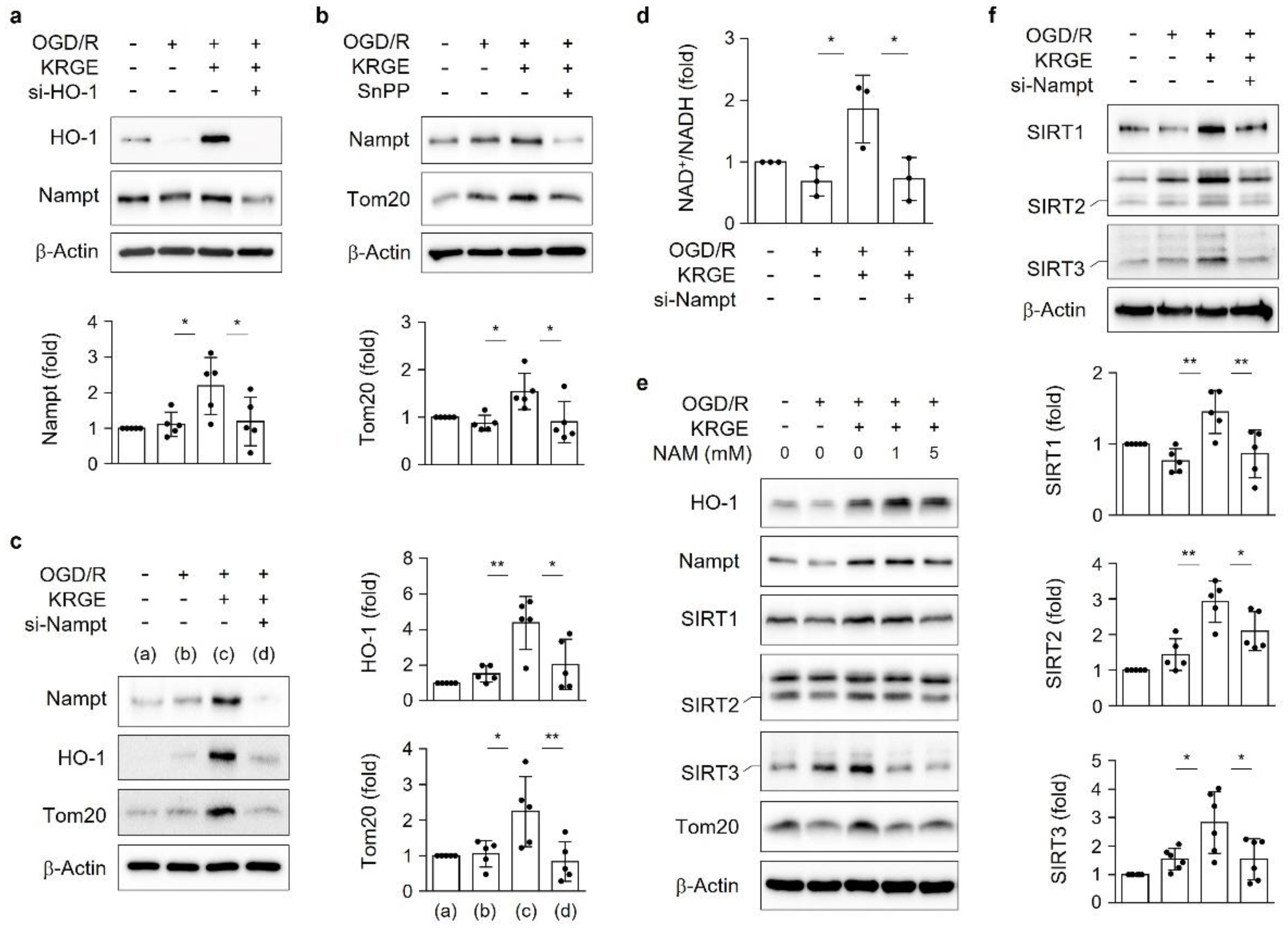 Cells 11 00892 g004 550