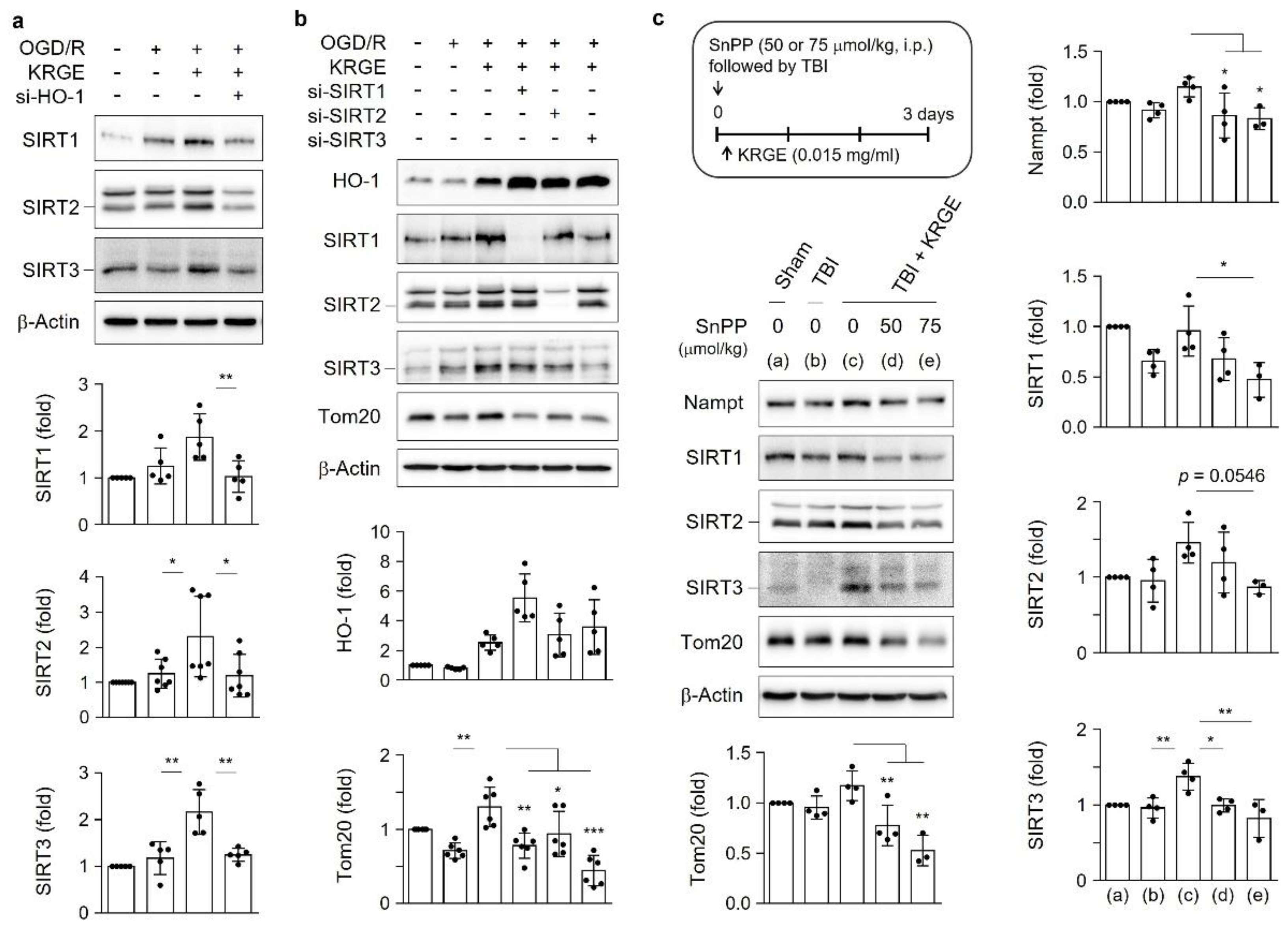 Cells 11 00892 g005 550