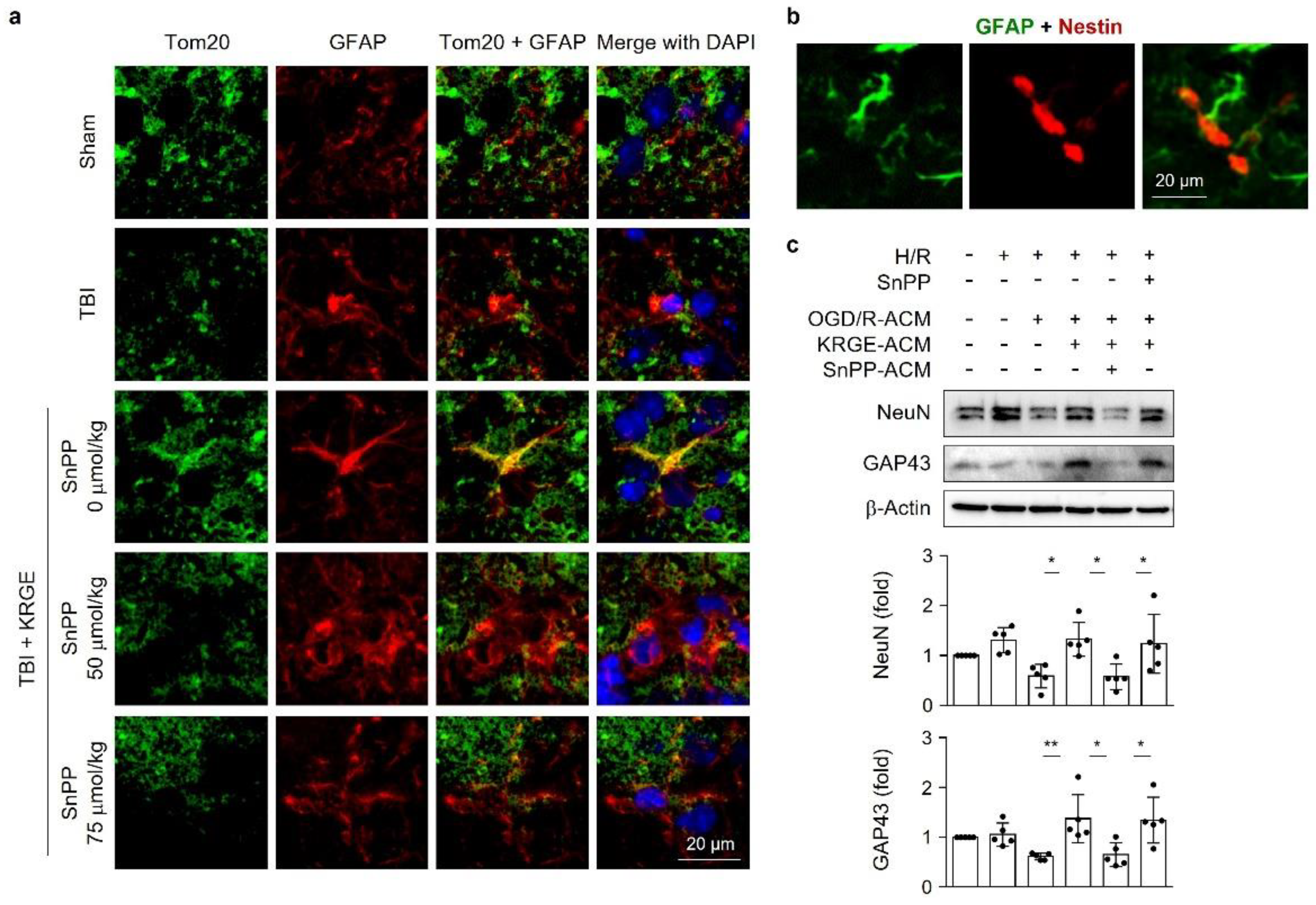 Cells 11 00892 g006 550
