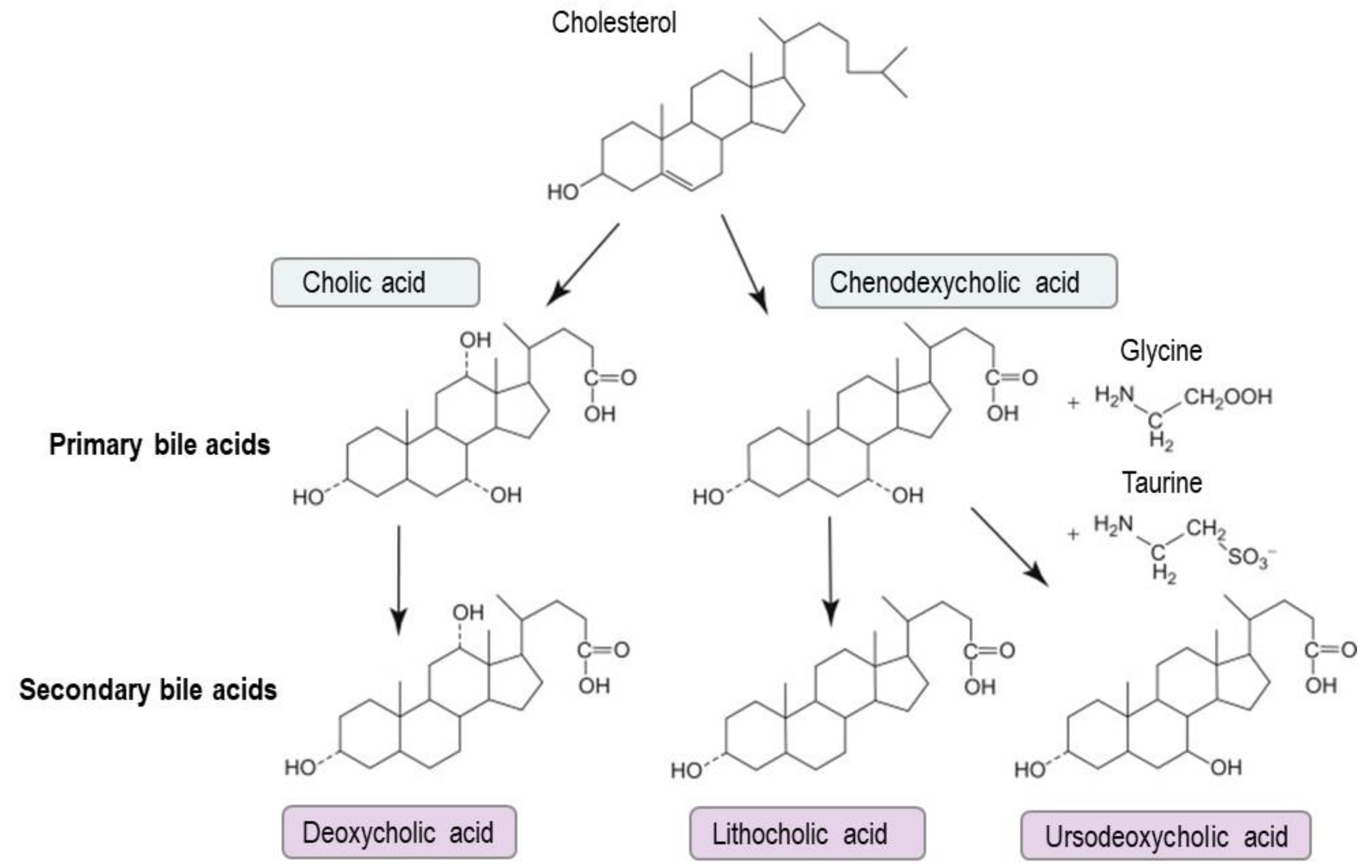 Cells Free FullText Bile Acids Key Players in Inflammatory Bowel