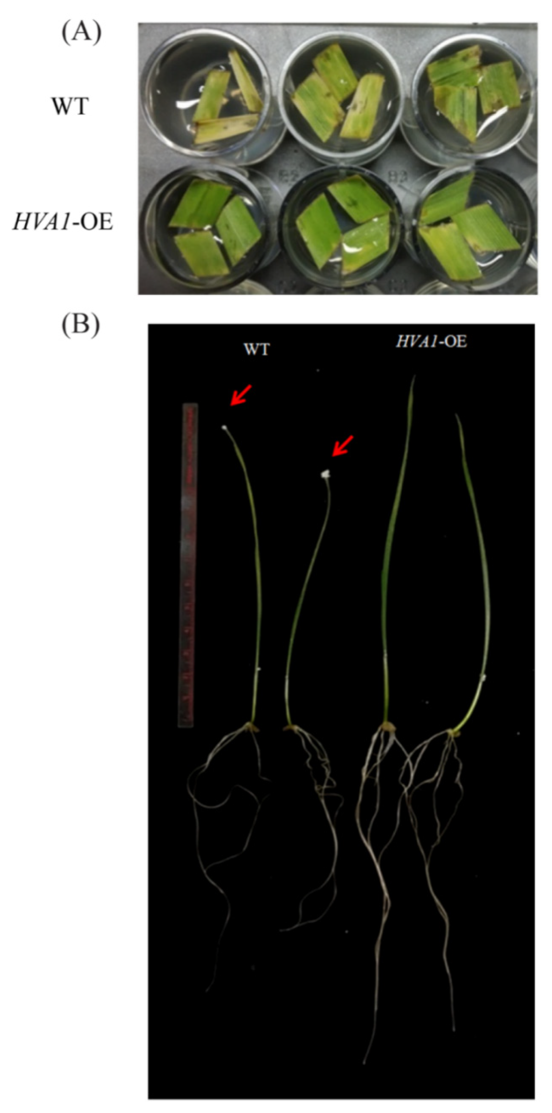 Cells 11 00912 g003 Cells 11 00912 g003