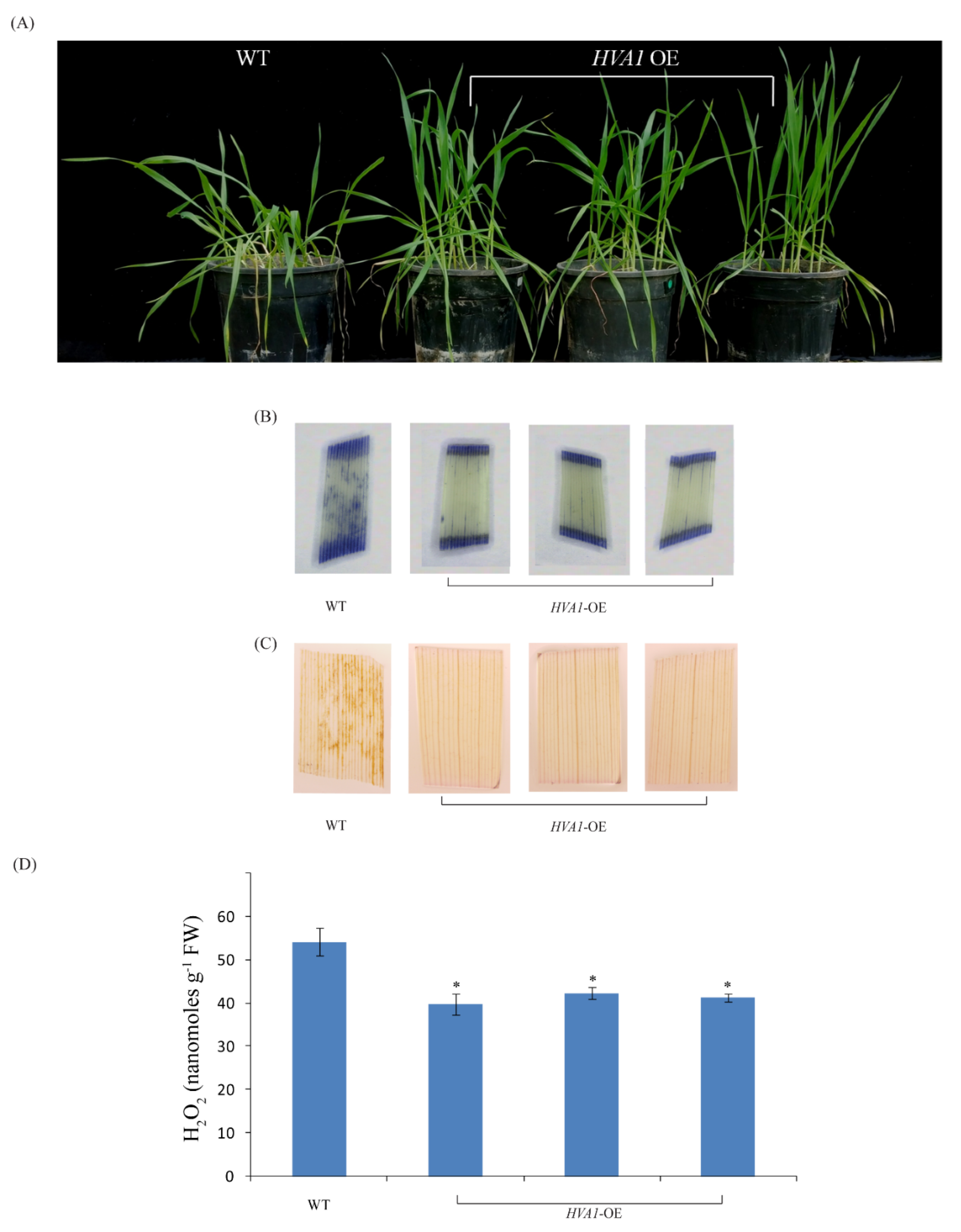 Cells 11 00912 g007 Cells 11 00912 g007