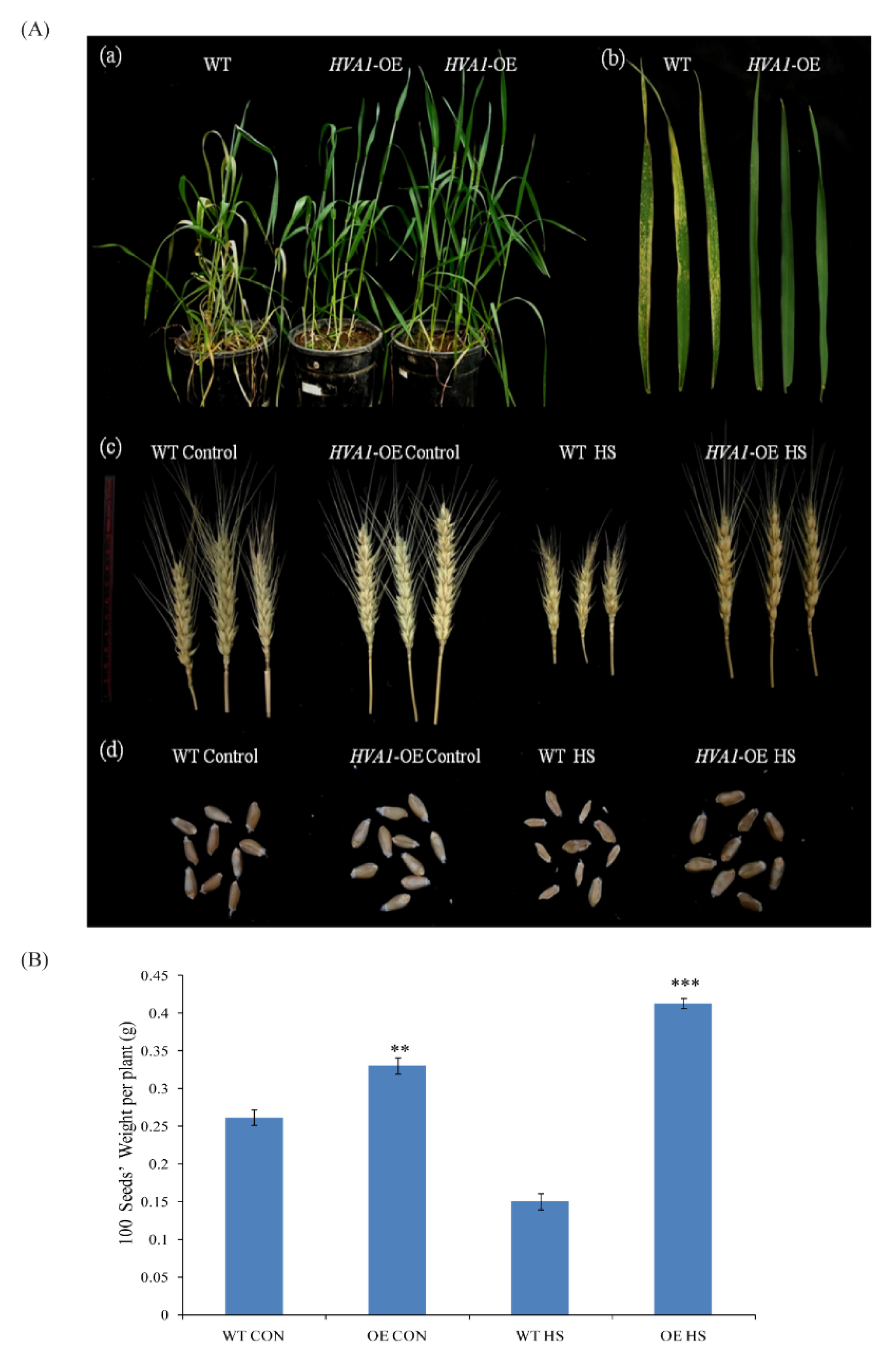 Cells 11 00912 g008 Cells 11 00912 g008