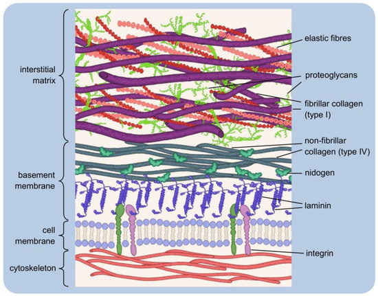 Into the Tissues: Extracellular Matrix and Its Artificial