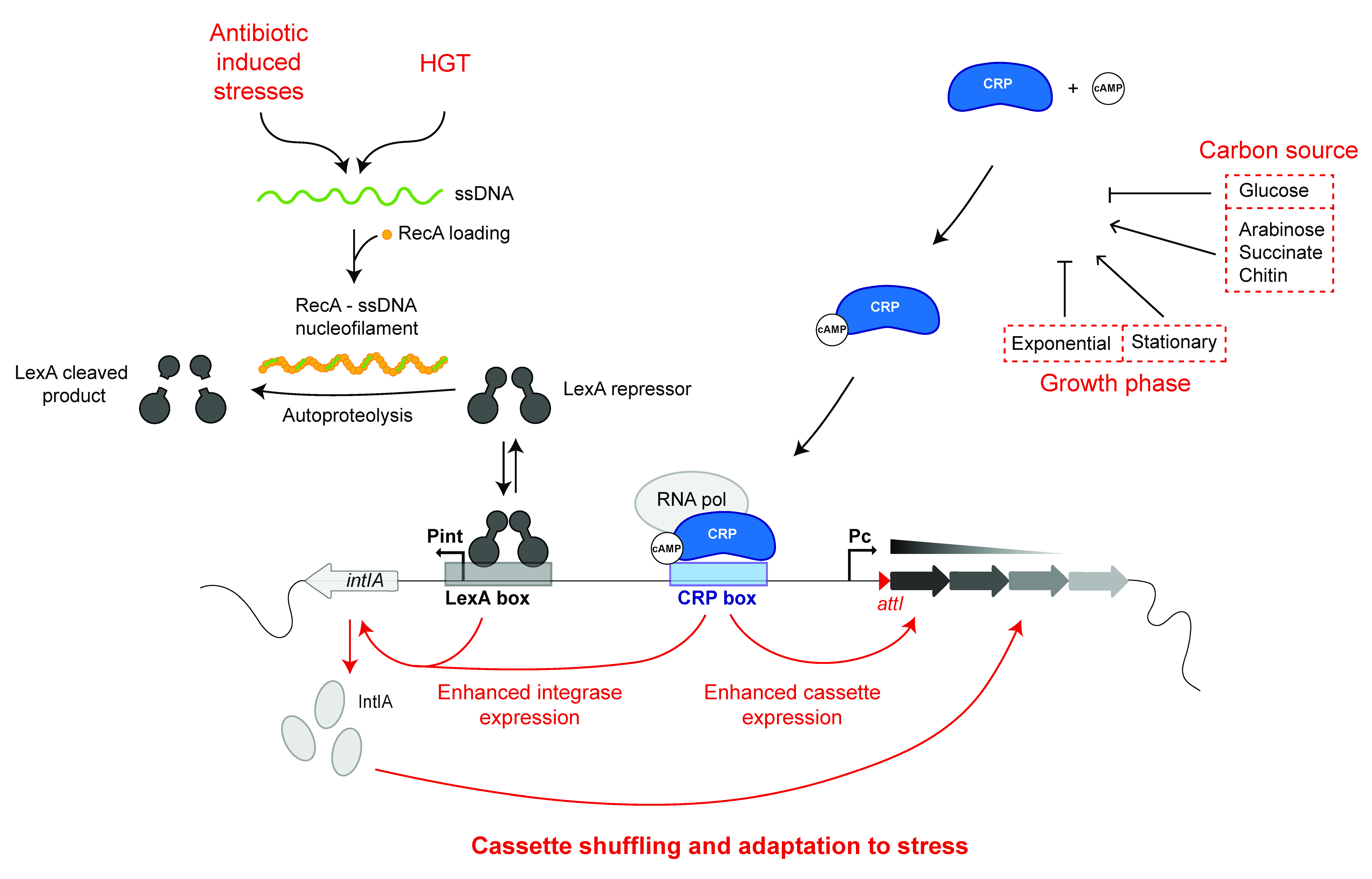 Cells 11 00925 g003 Cells 11 00925 g003