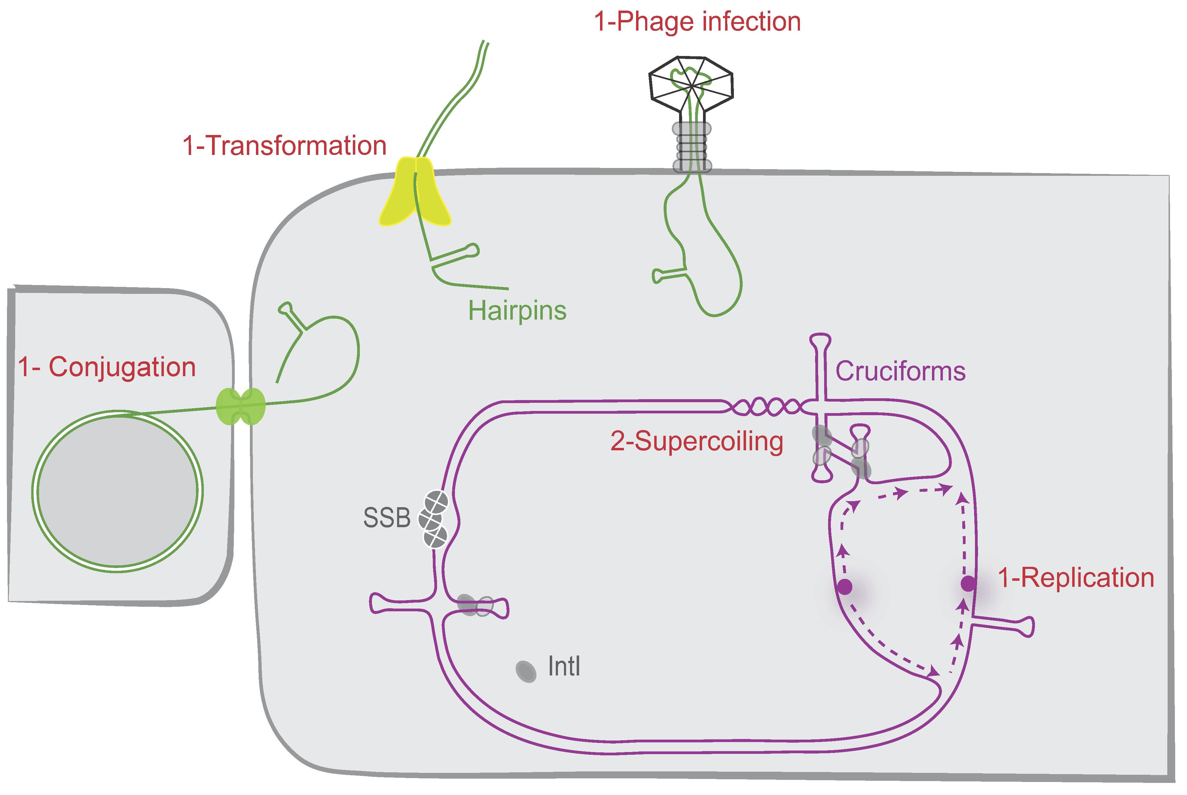 Cells 11 00925 g004 Cells 11 00925 g004