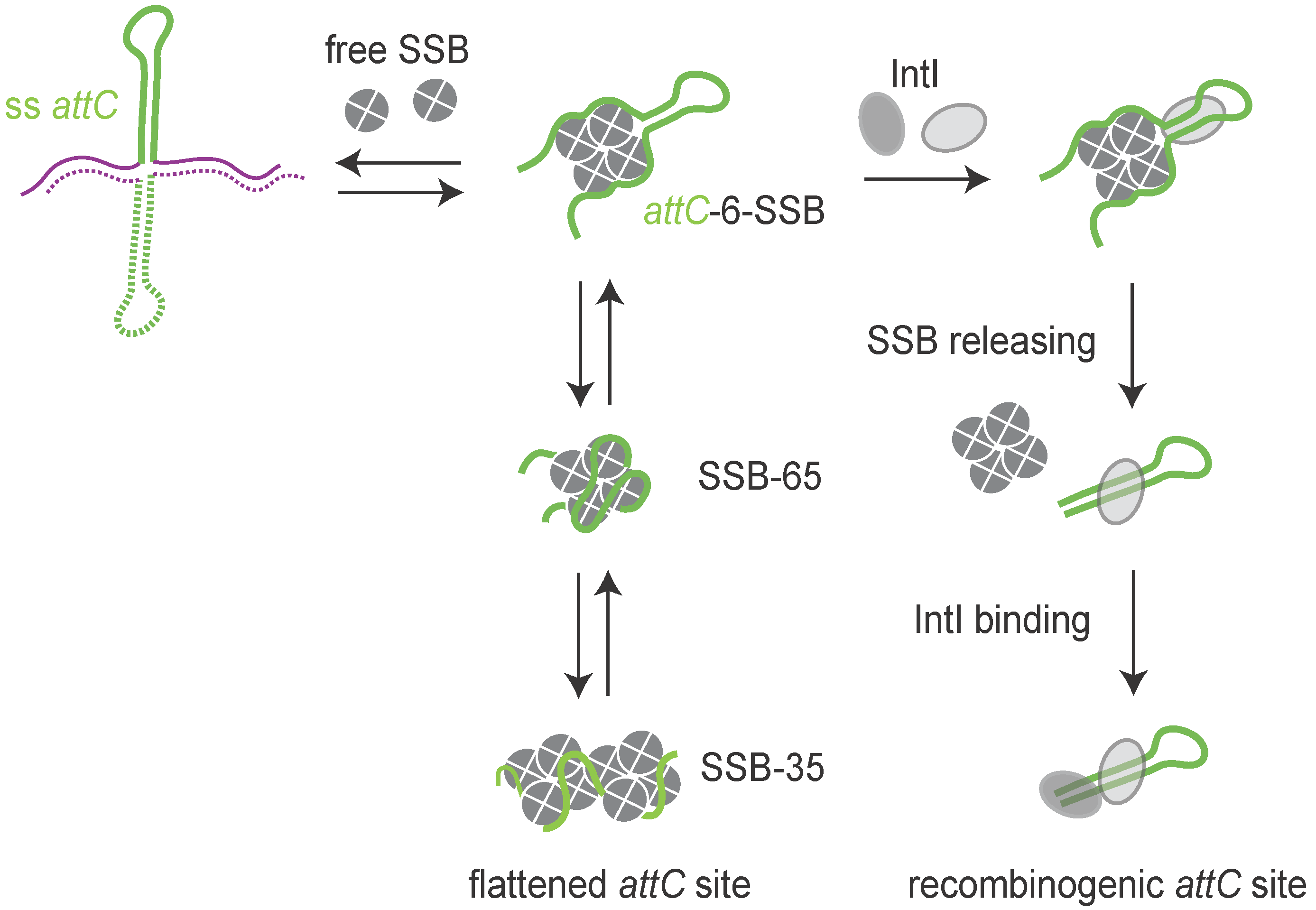 Cells 11 00925 g005 Cells 11 00925 g005