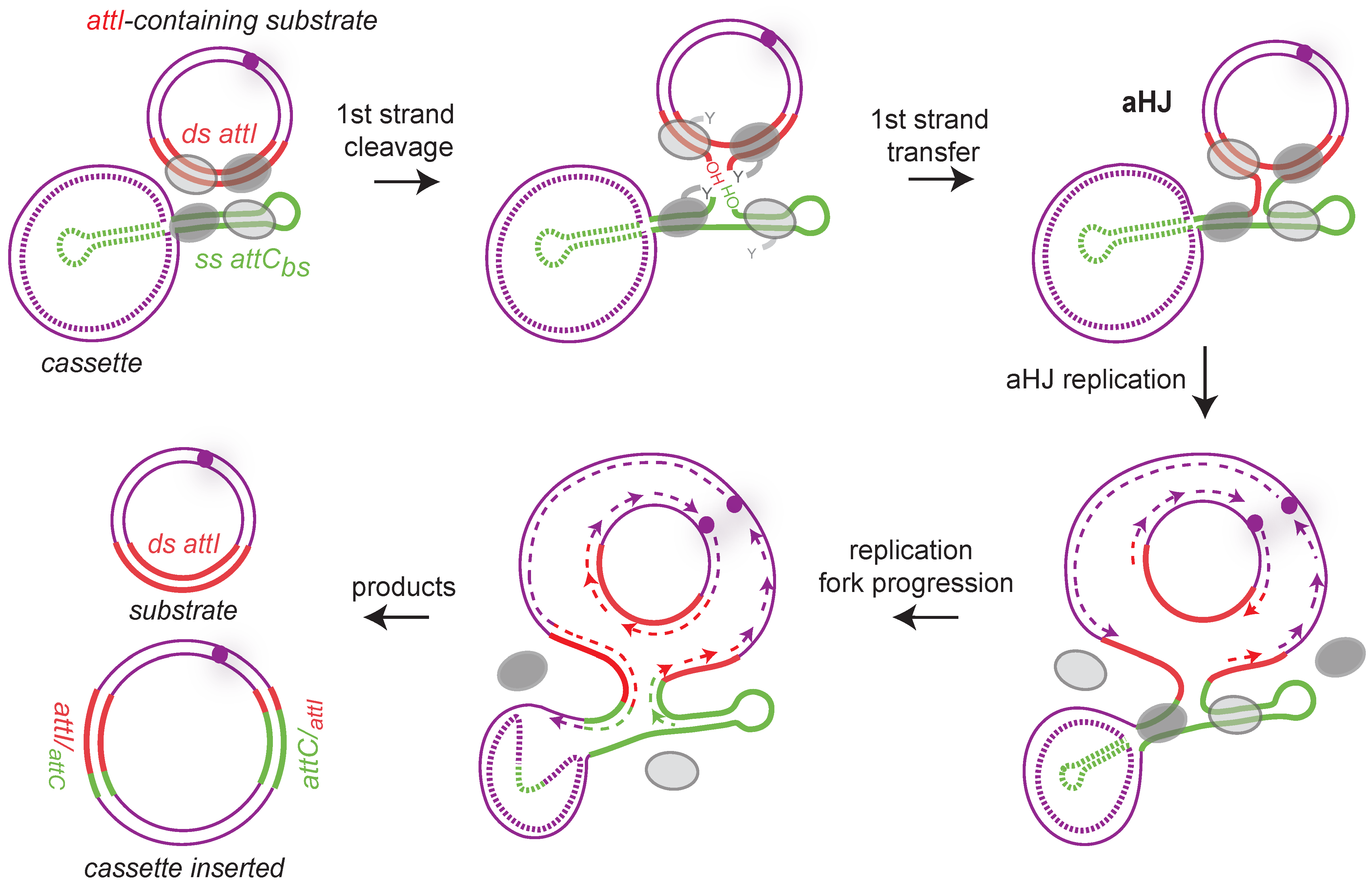 Cells 11 00925 g006 Cells 11 00925 g006