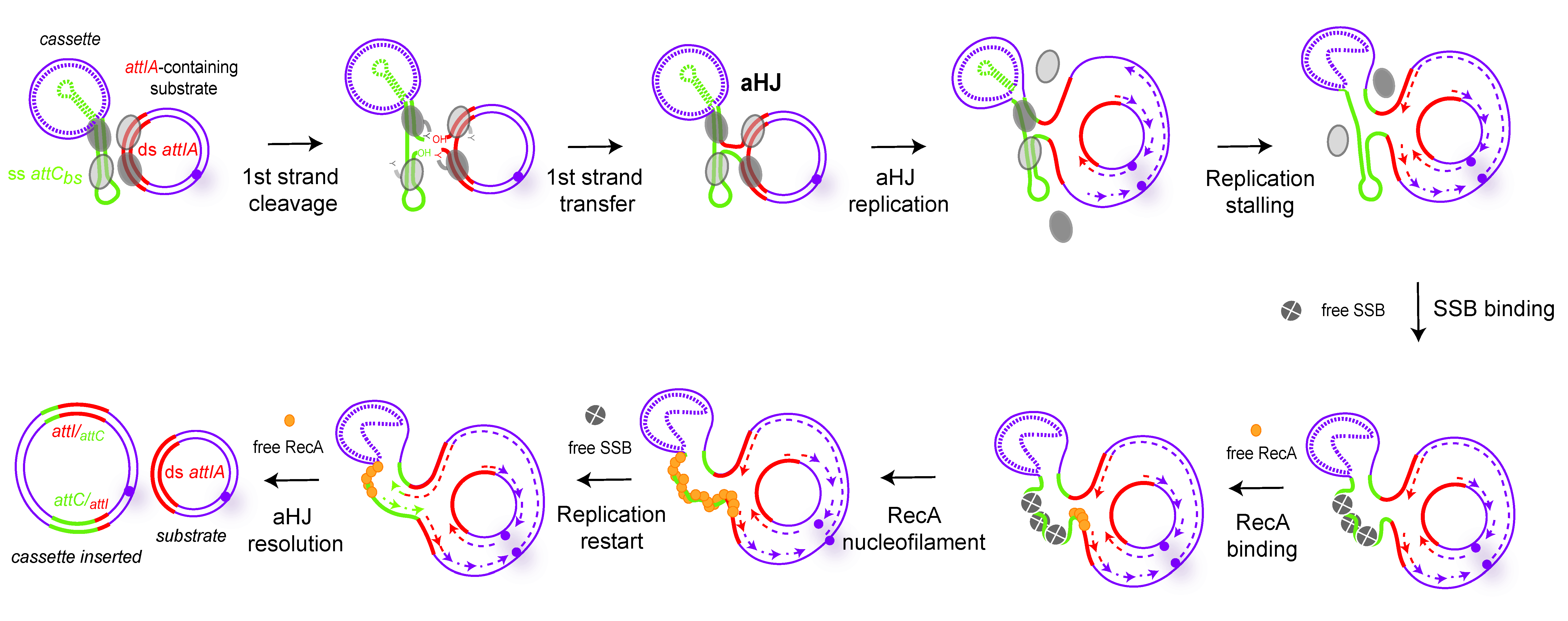 Cells 11 00925 g007 Cells 11 00925 g007
