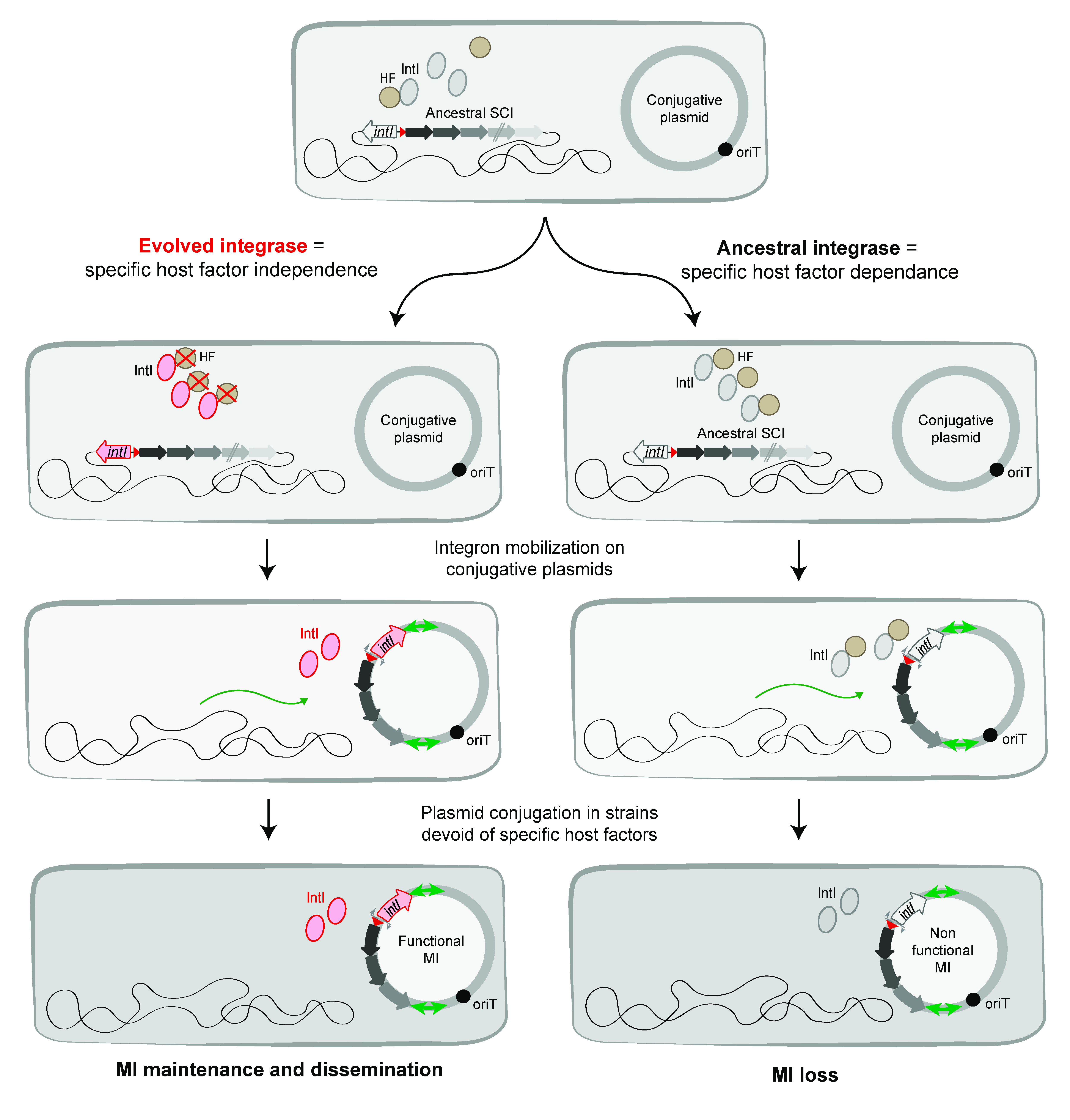 Cells 11 00925 g008 Cells 11 00925 g008