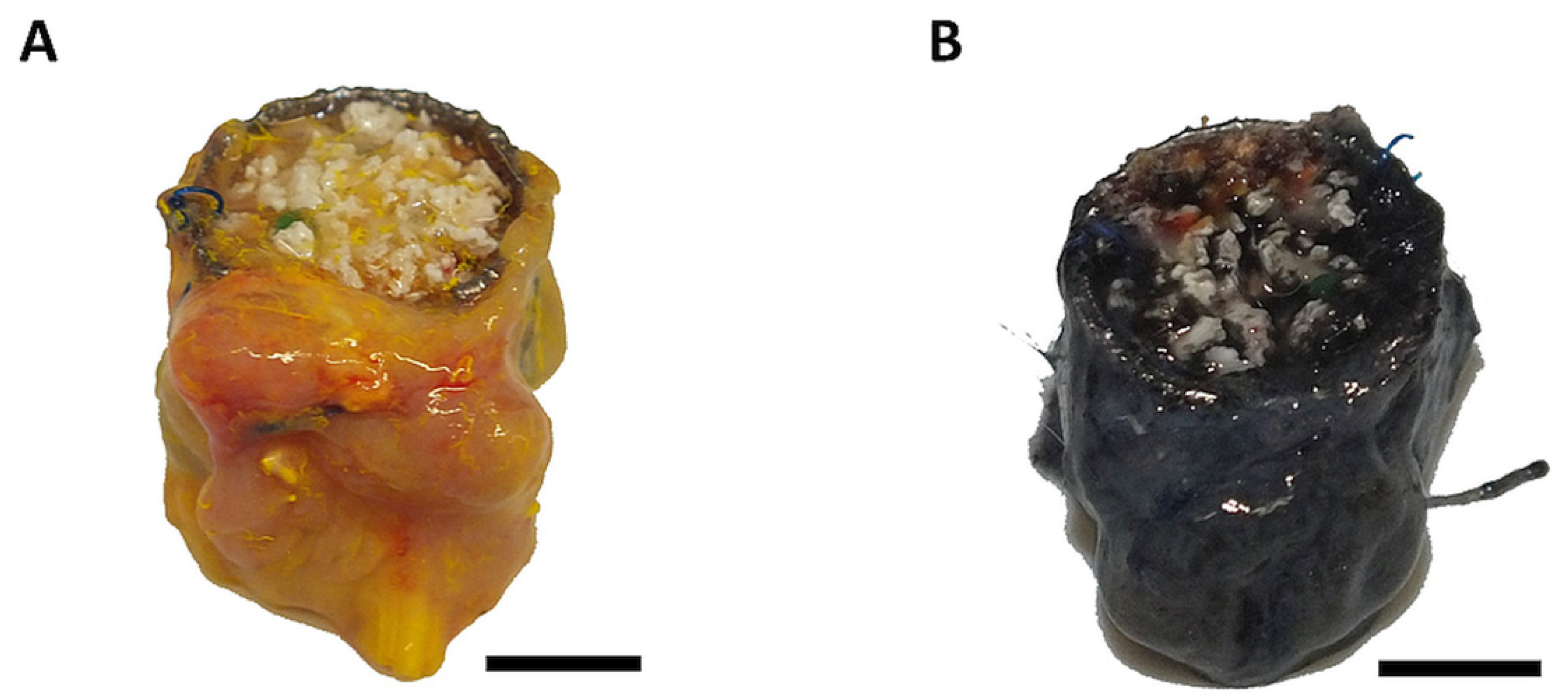 Cells 11 00926 g002 Cells 11 00926 g002