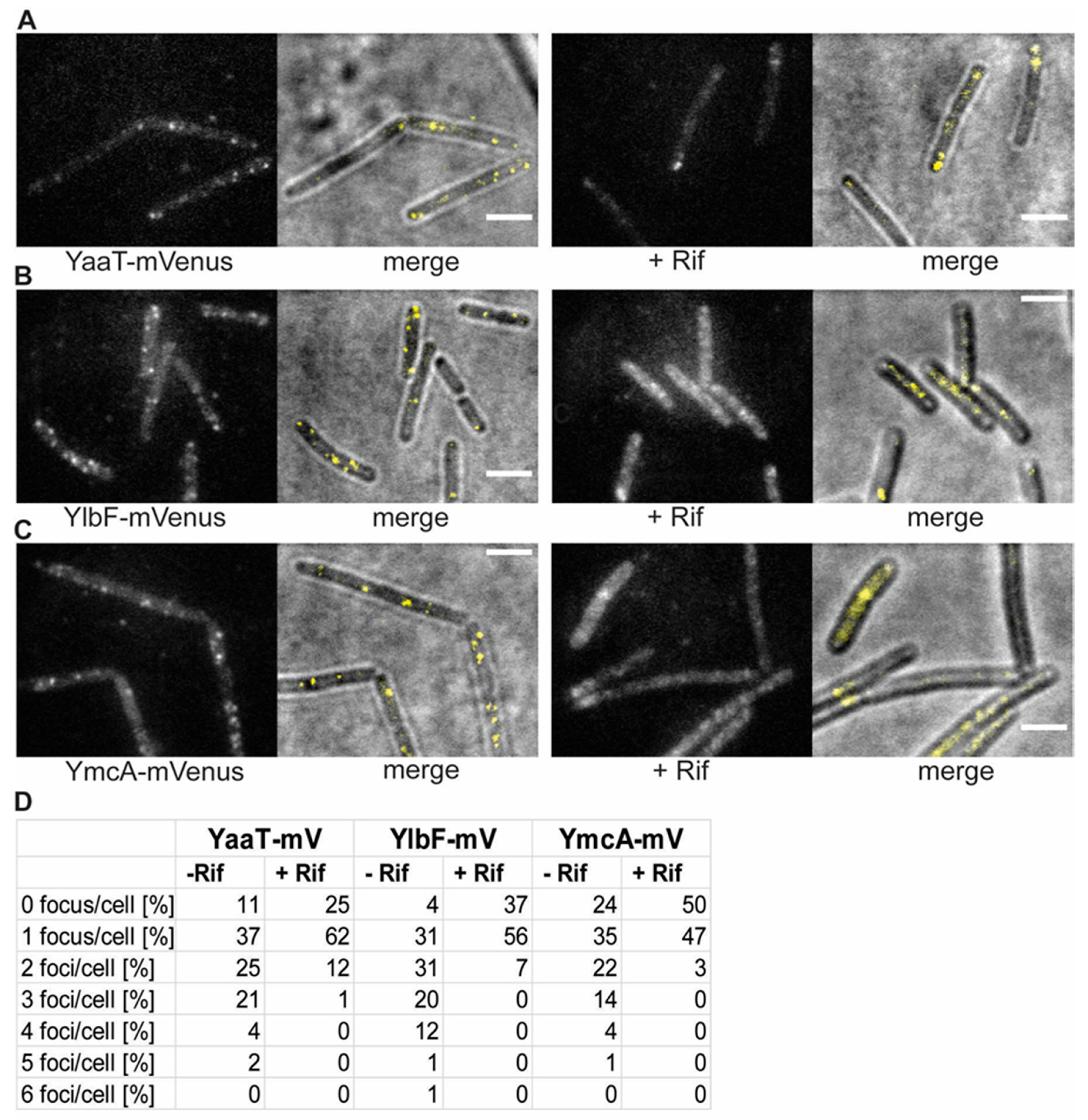 Cells 11 00933 g002 Cells 11 00933 g002
