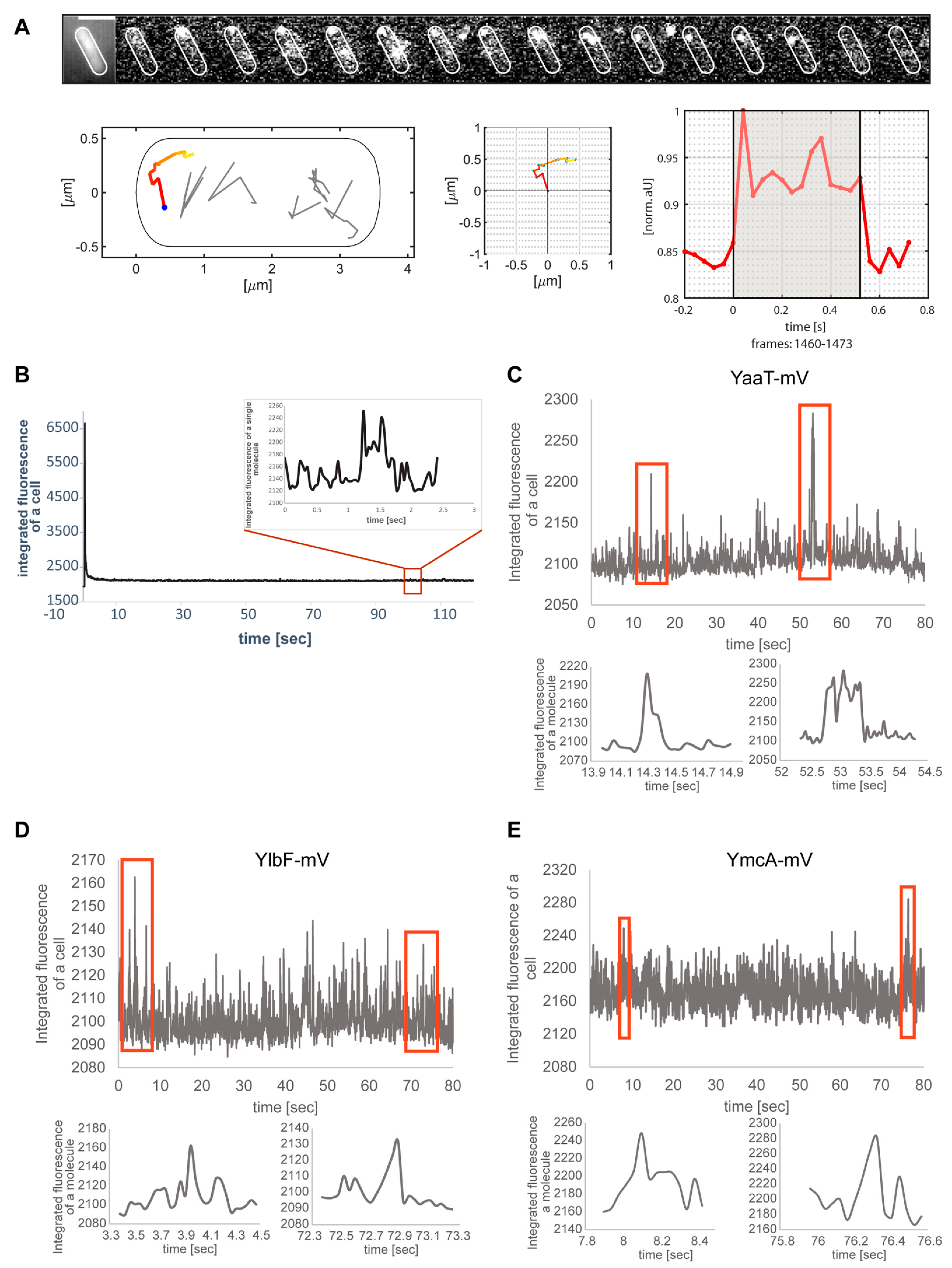 Cells 11 00933 g003 Cells 11 00933 g003