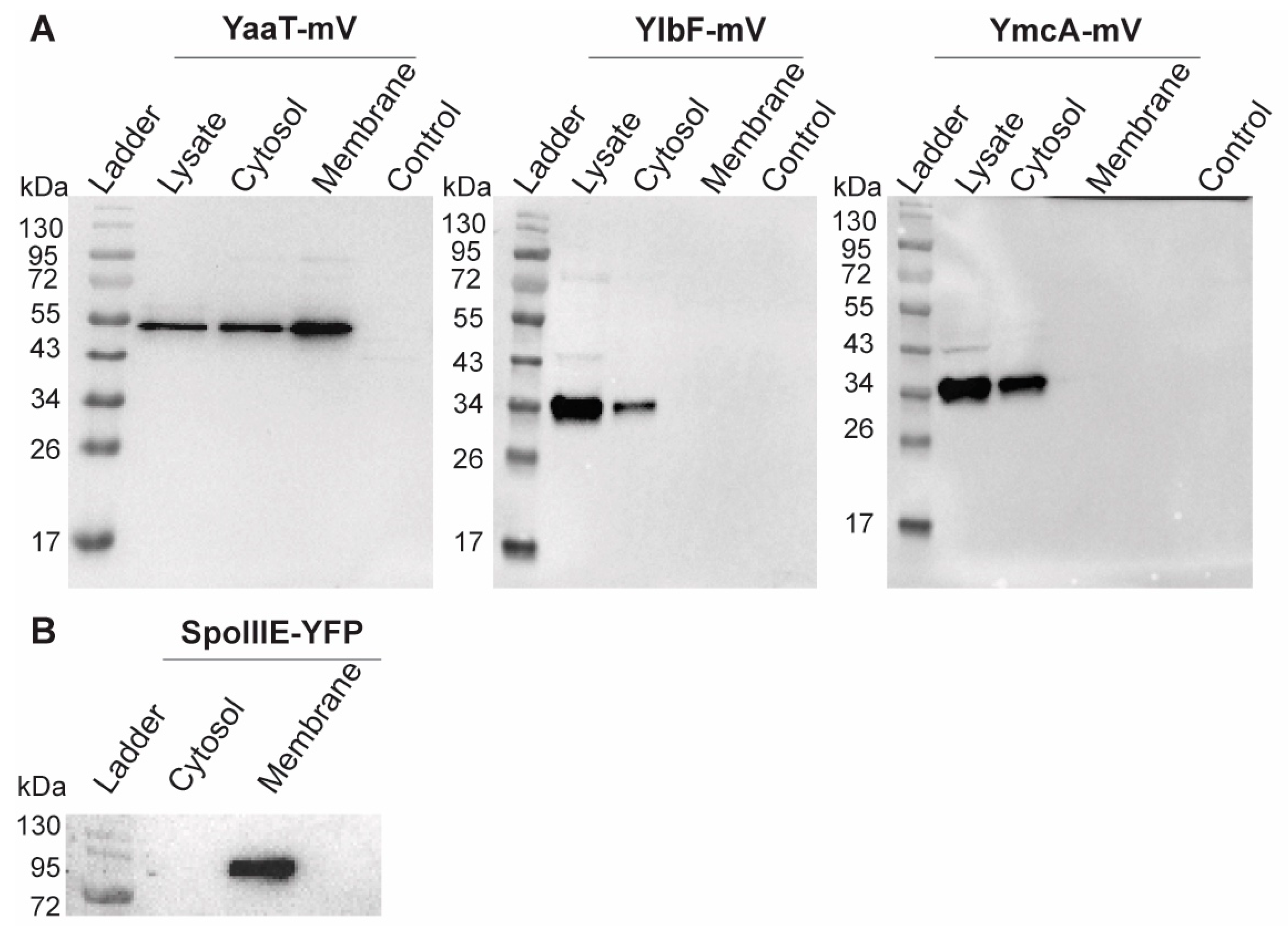 Cells 11 00933 g008 Cells 11 00933 g008