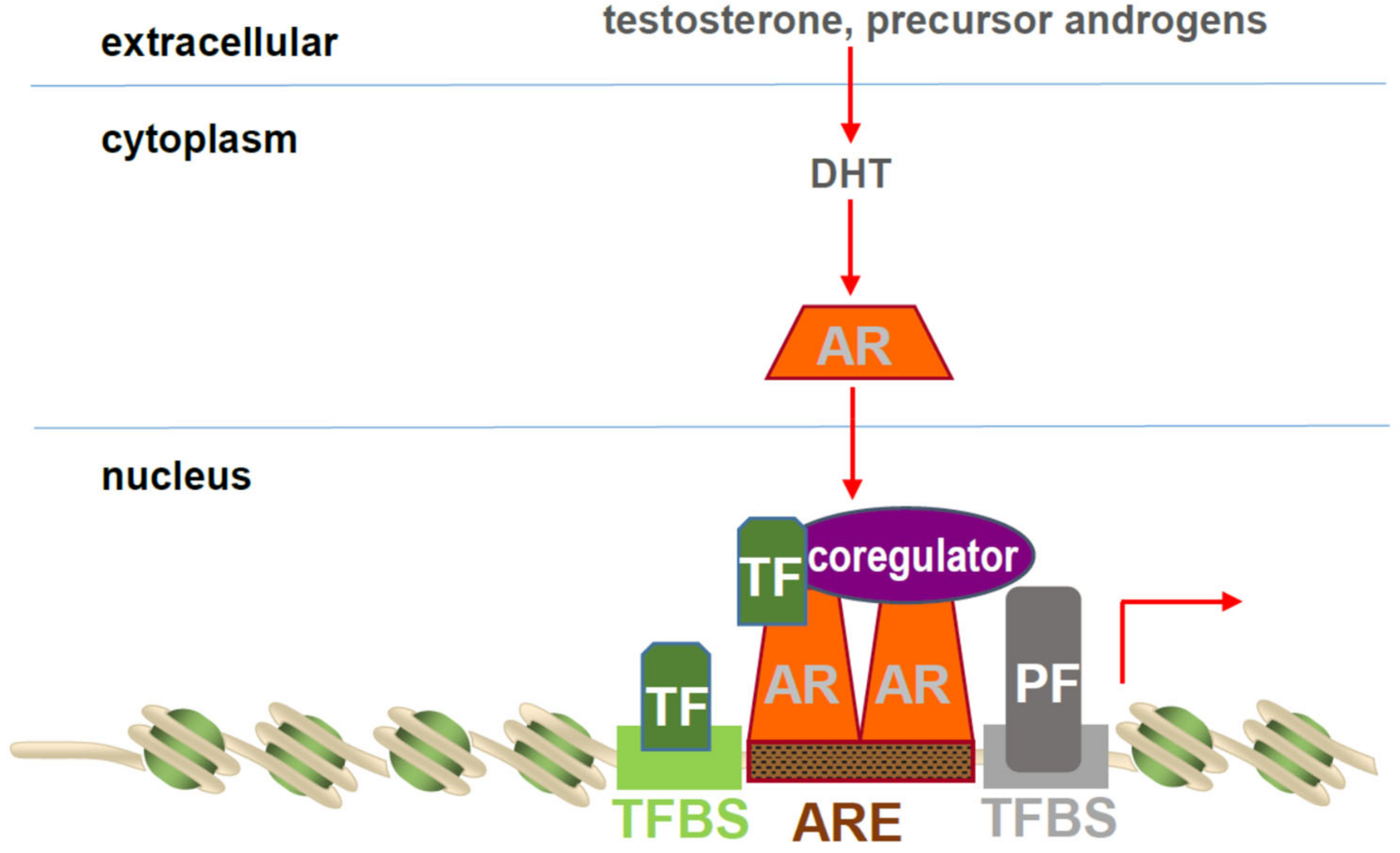 Cells 11 00936 g002 Cells 11 00936 g002