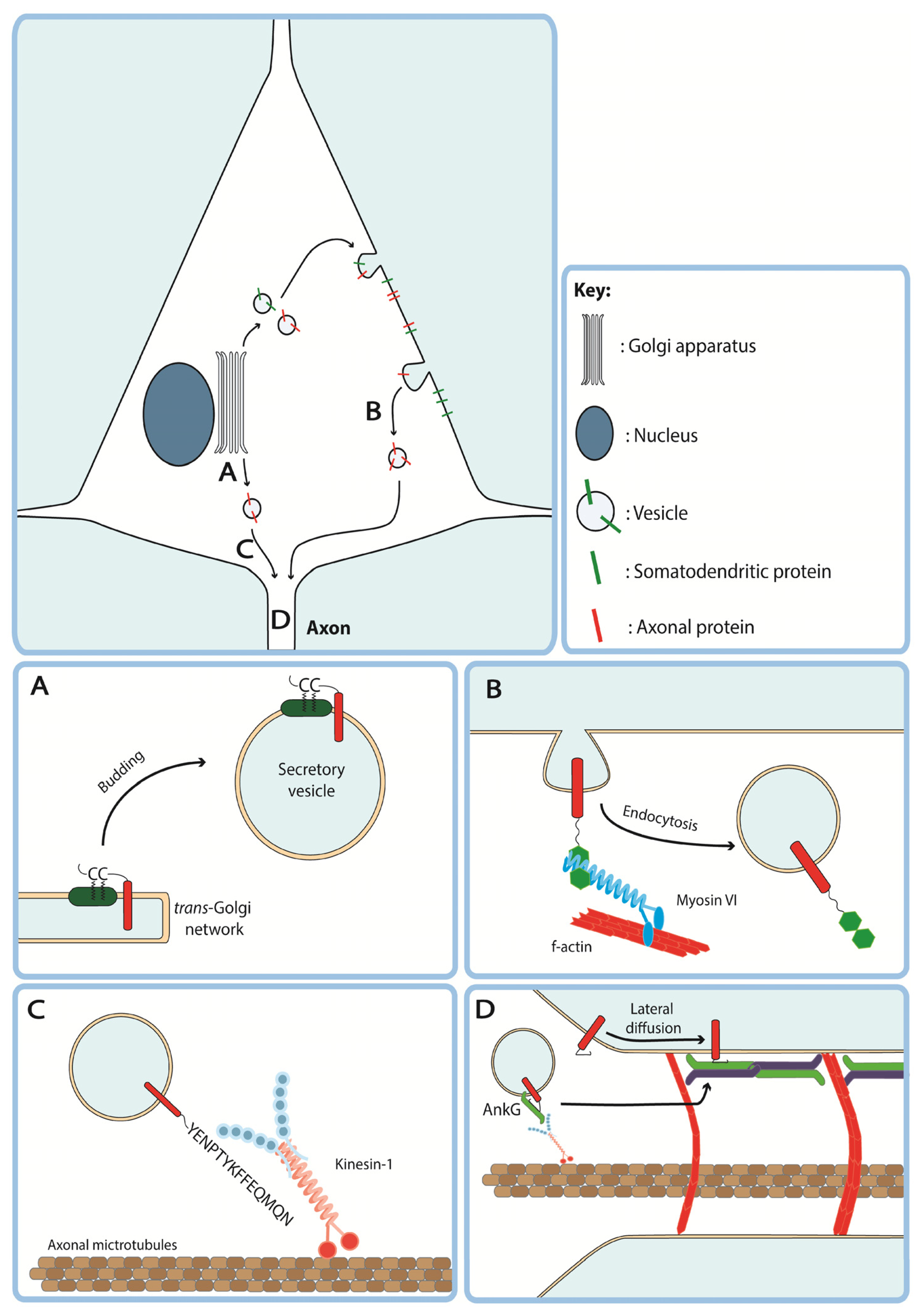 Cells 11 00937 g002 Cells 11 00937 g002