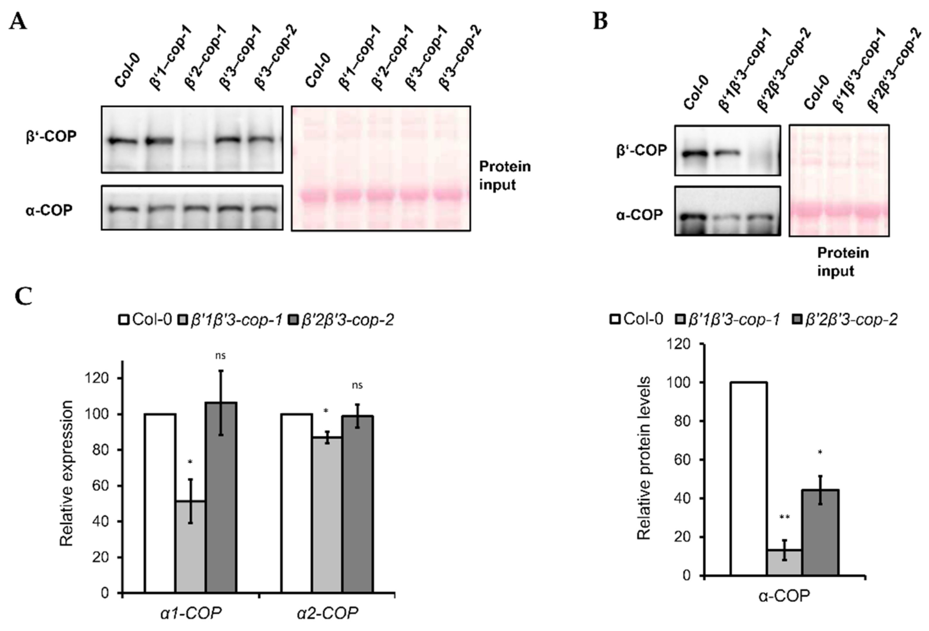 Cells 11 00938 g005 550