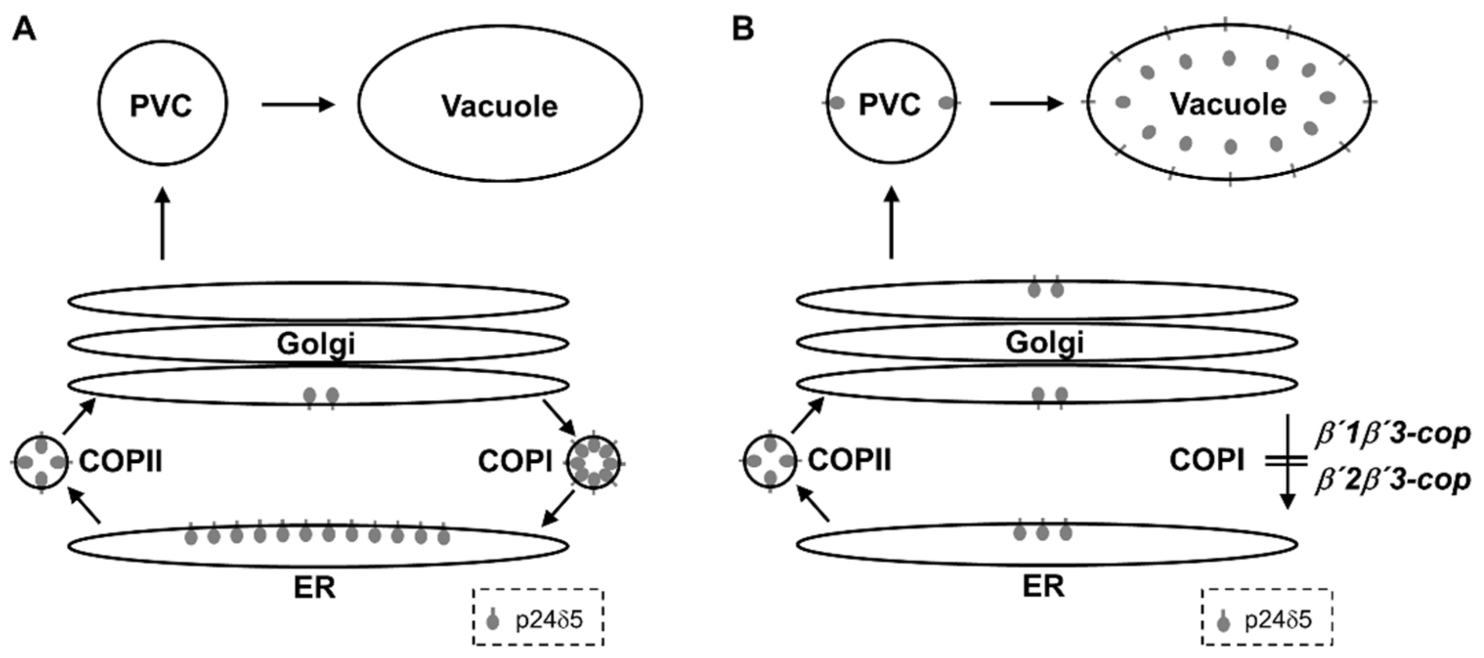 Cells 11 00938 g007 550