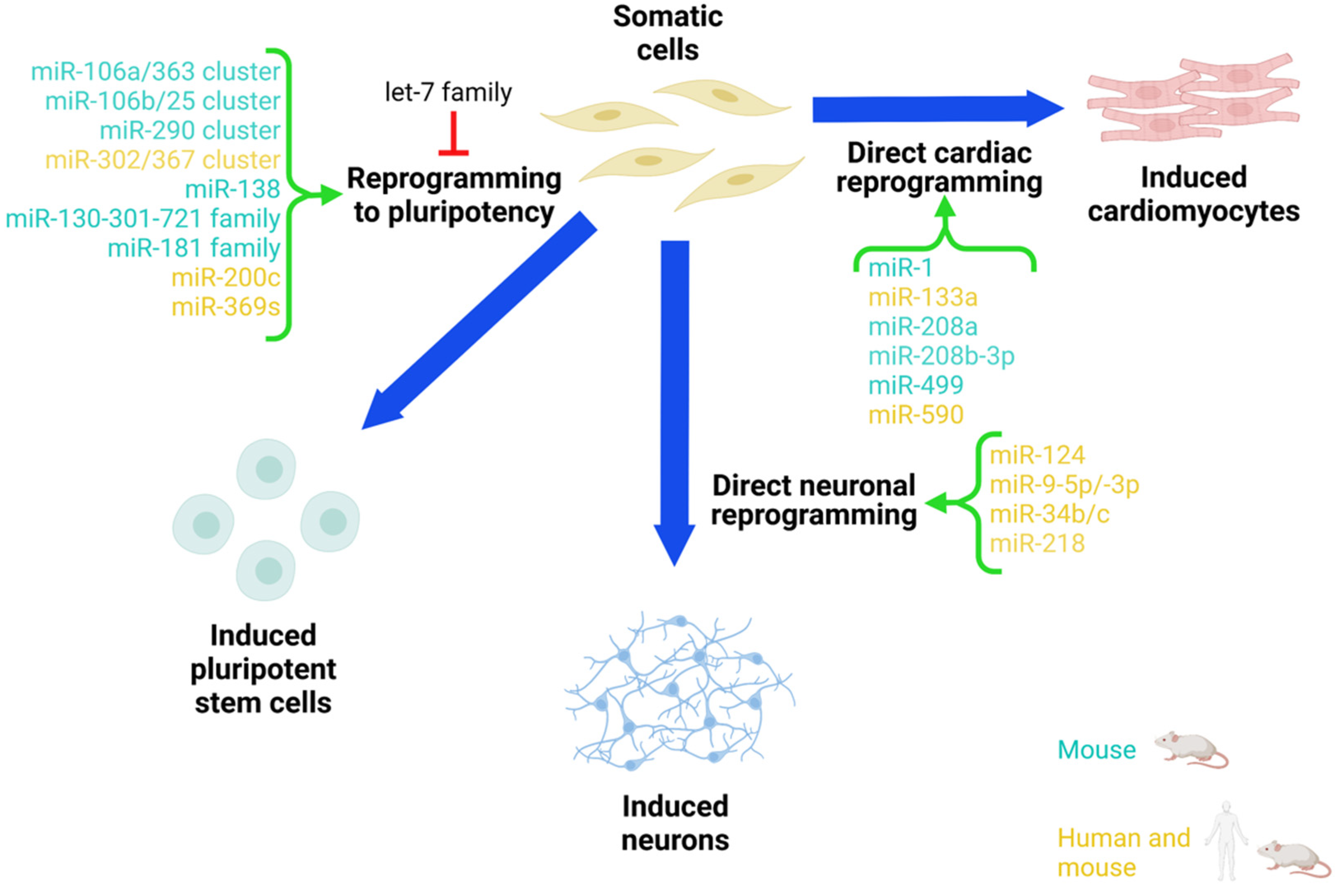 MicroRNA Roles in Cell Reprogramming Mechanisms Biology Diagrams