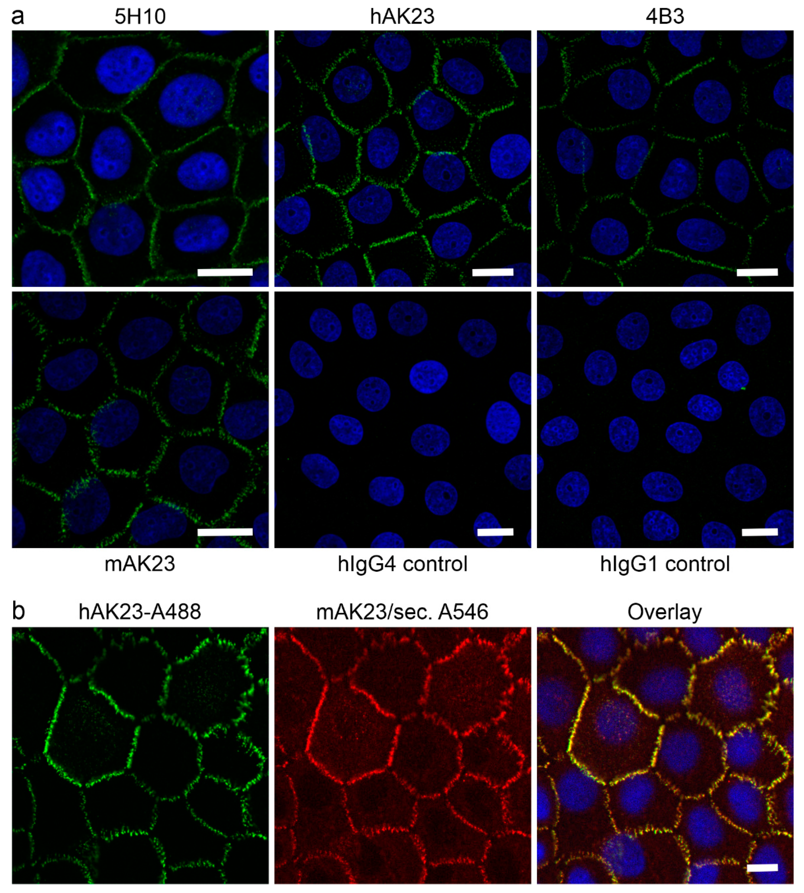 Cells 11 00942 g001 550