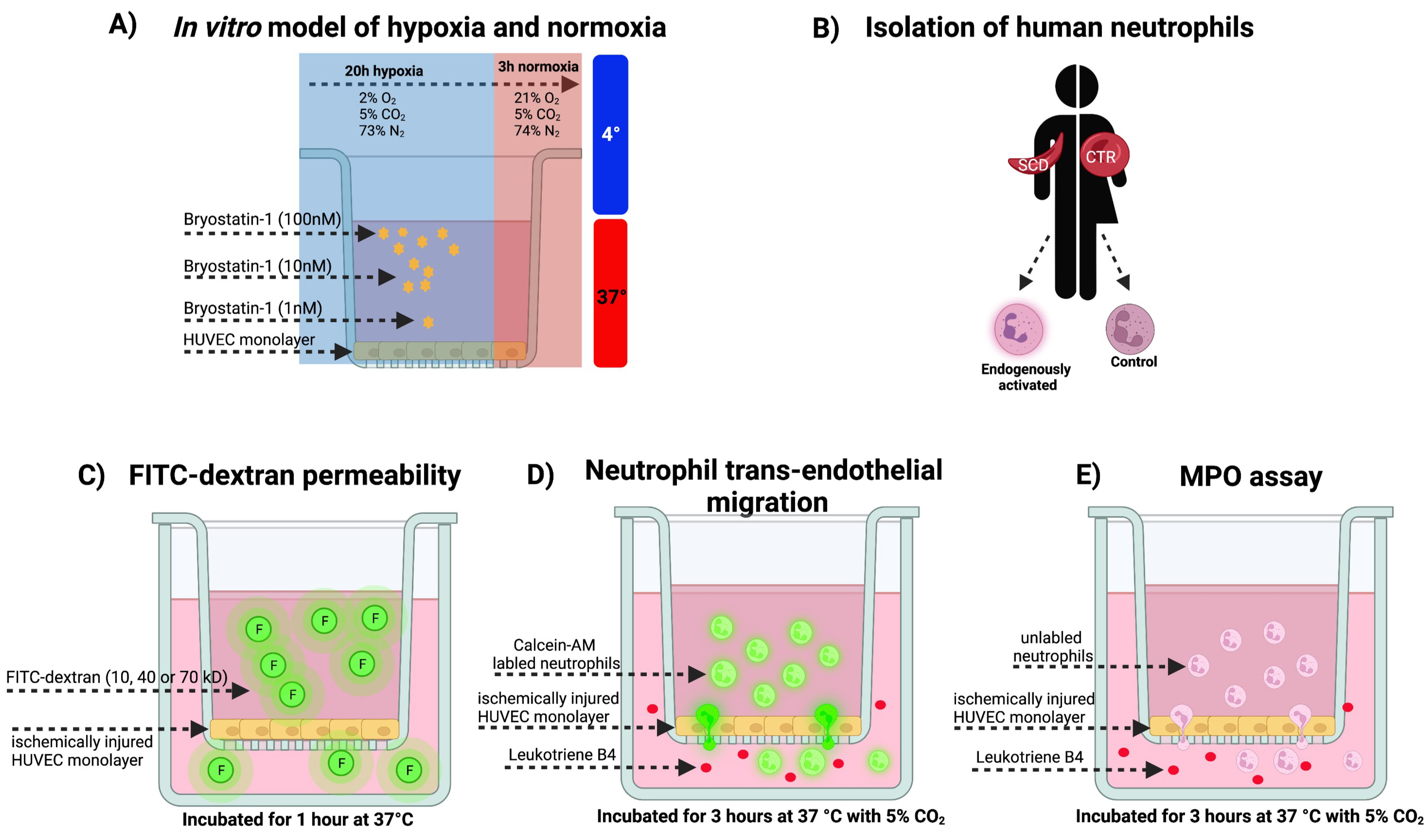 Cells 11 00948 g001 550