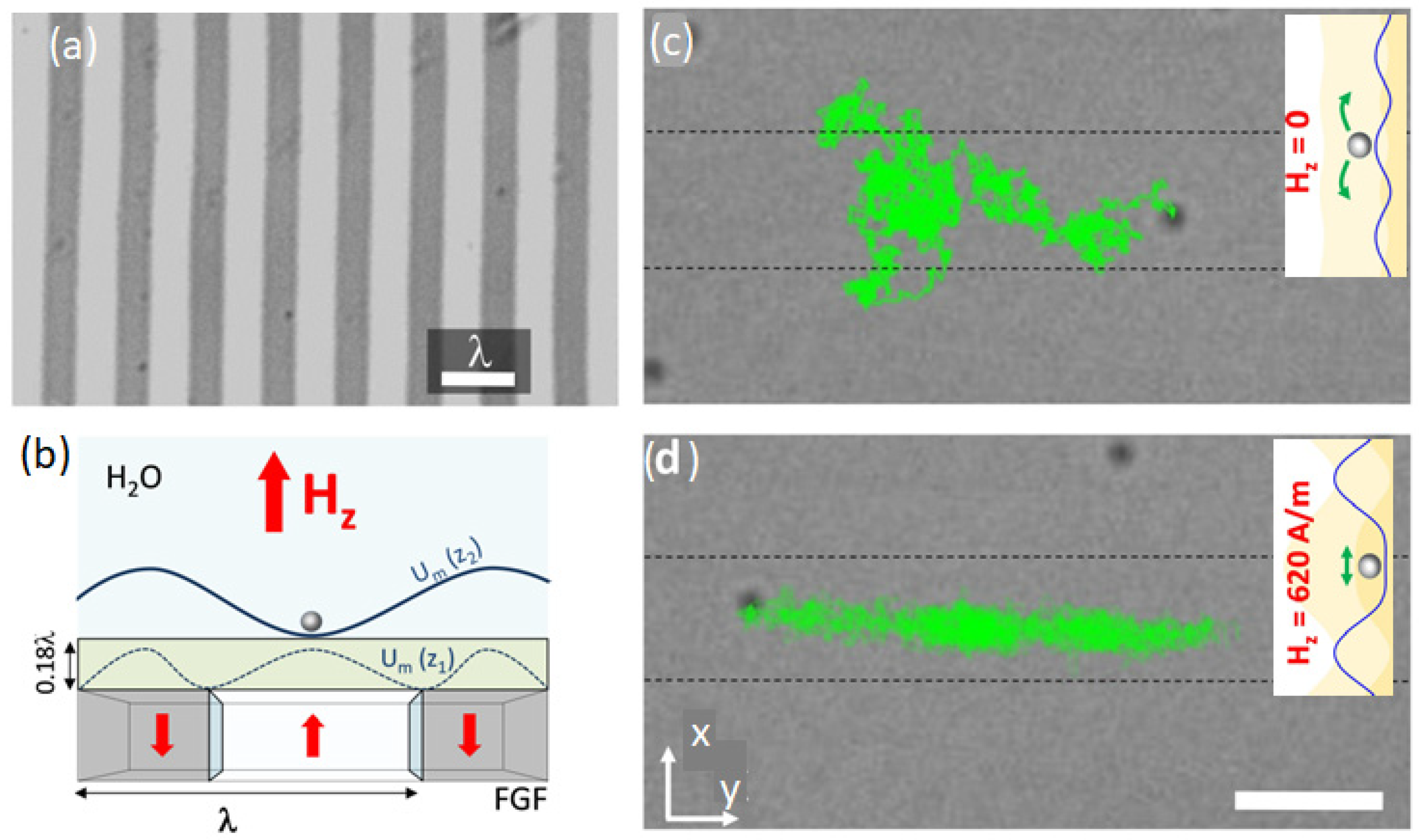 Cells 11 00950 g015 550