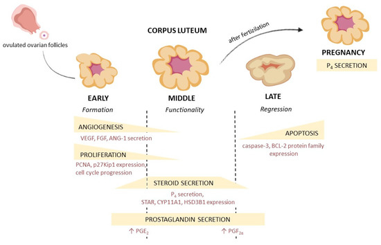 Human Chorionic Gonadotropin