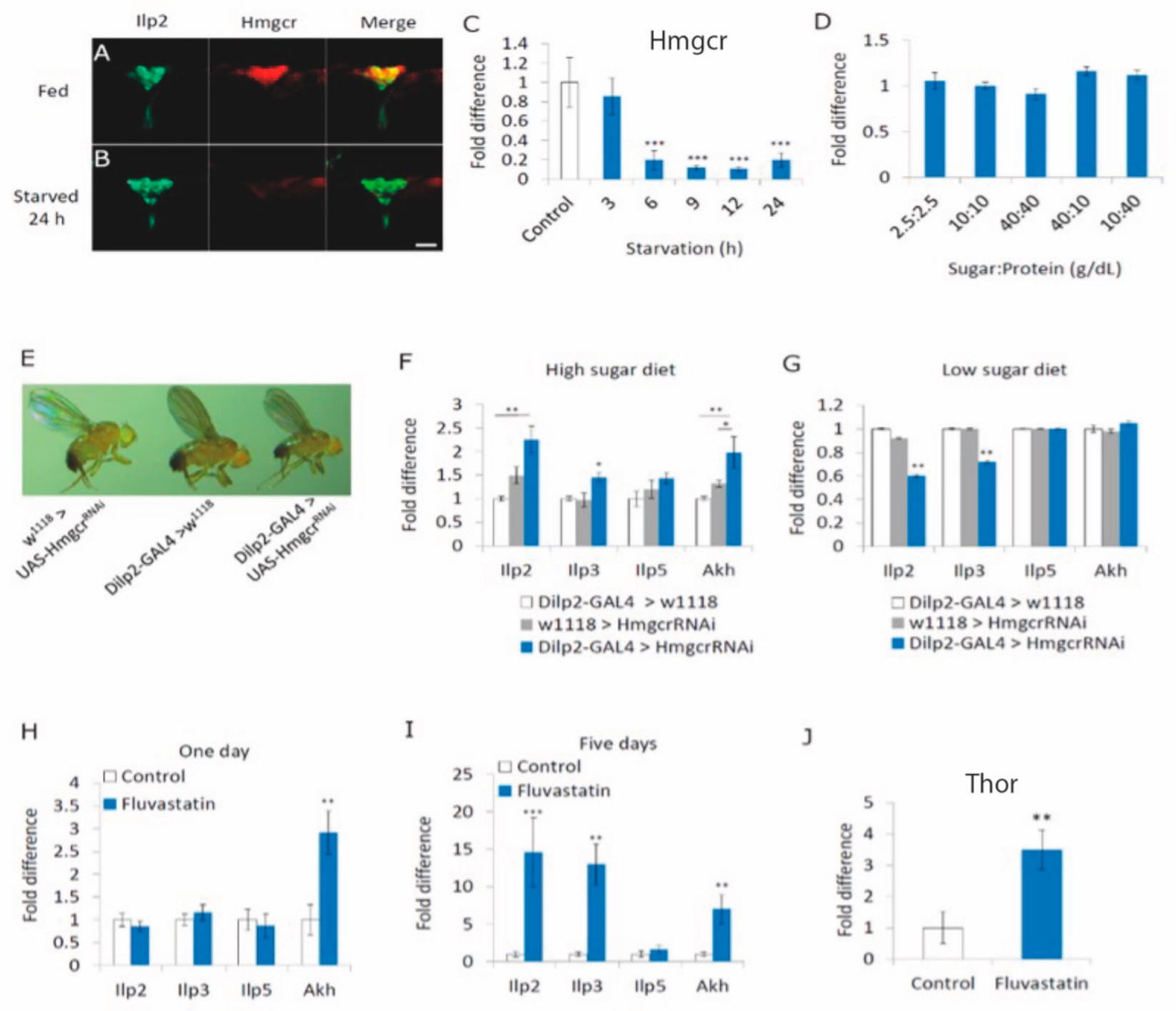 Cells 11 00970 g001 550