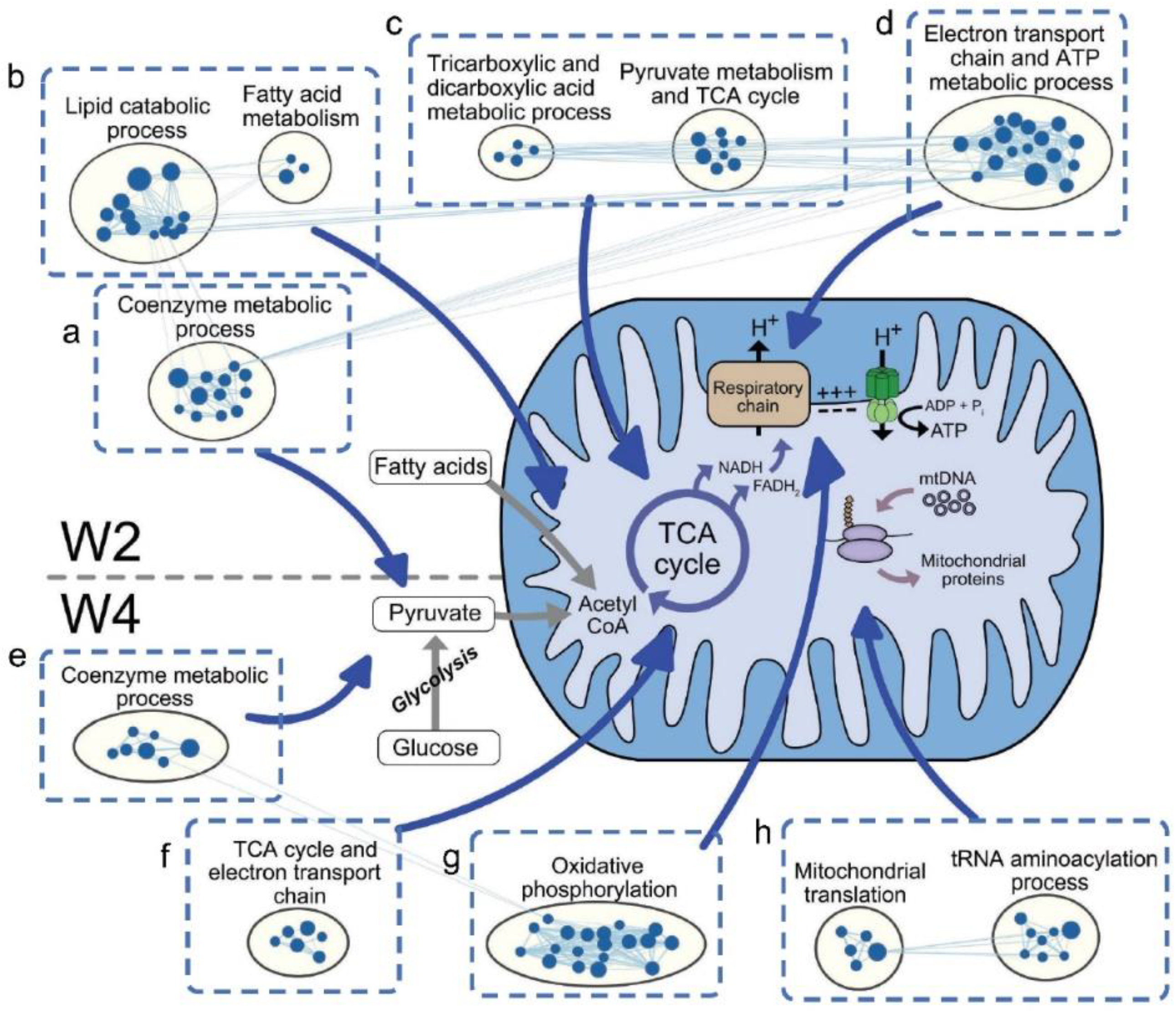 Cells 11 00975 g004 Cells 11 00975 g004