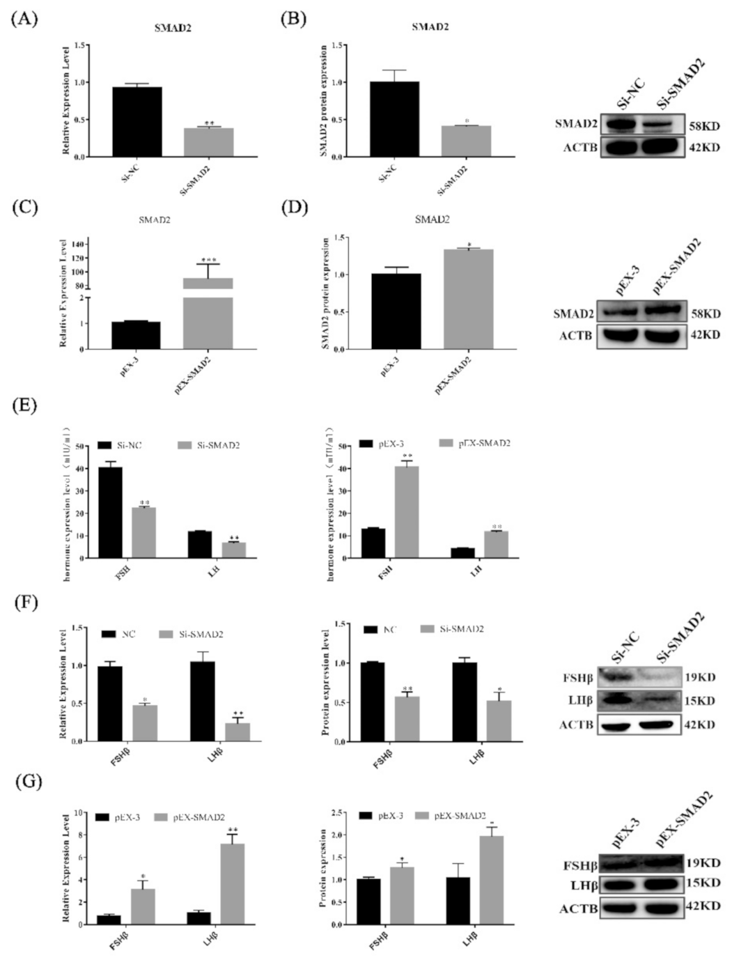 Cells 11 00985 g006 Cells 11 00985 g006