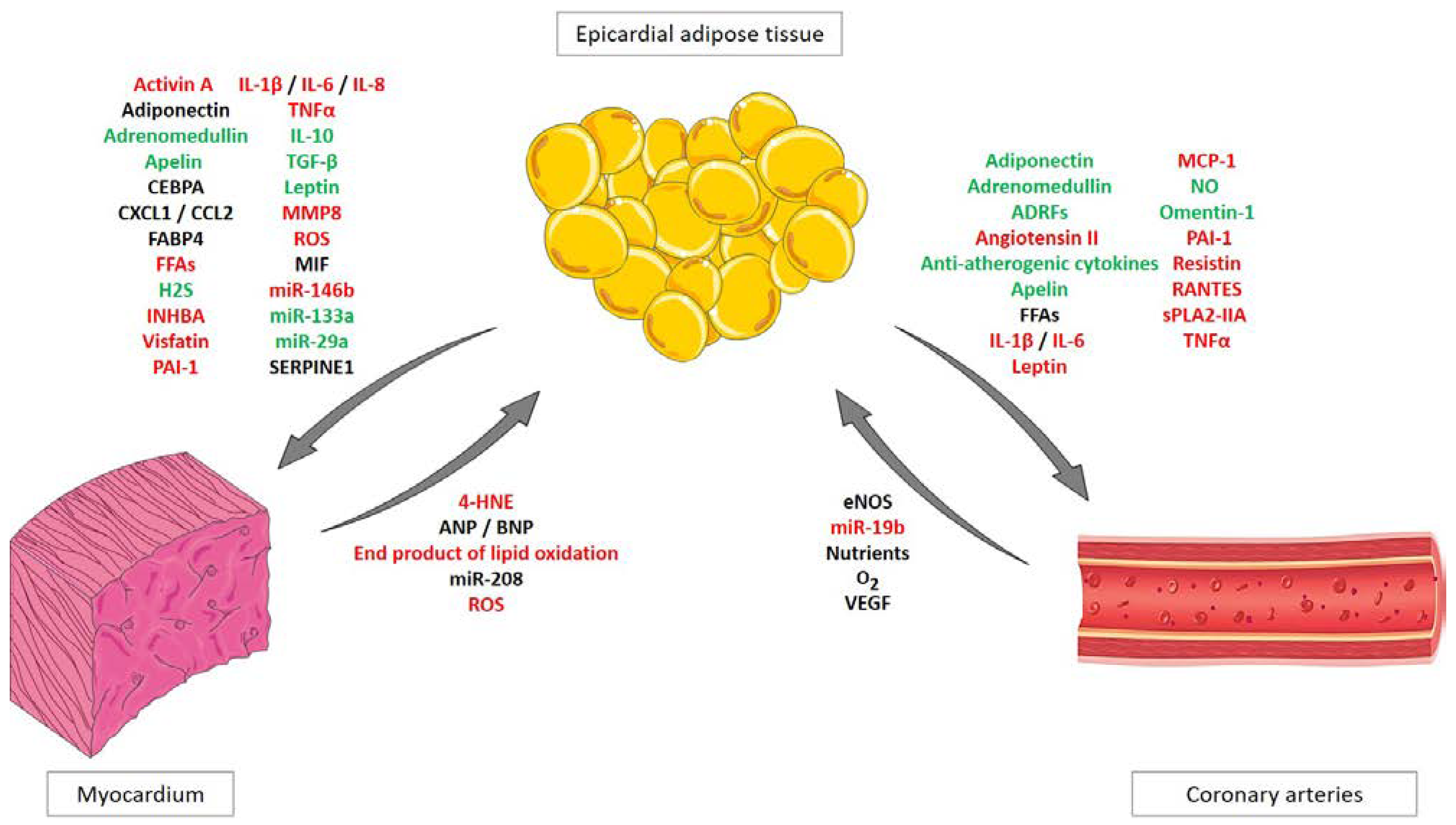 Cells Free Full Text Browning Epicardial Adipose Tissue Friend Or Foe Html Cells Free Full Text Browning Epicardial Adipose Tissue Friend Or Foe Html