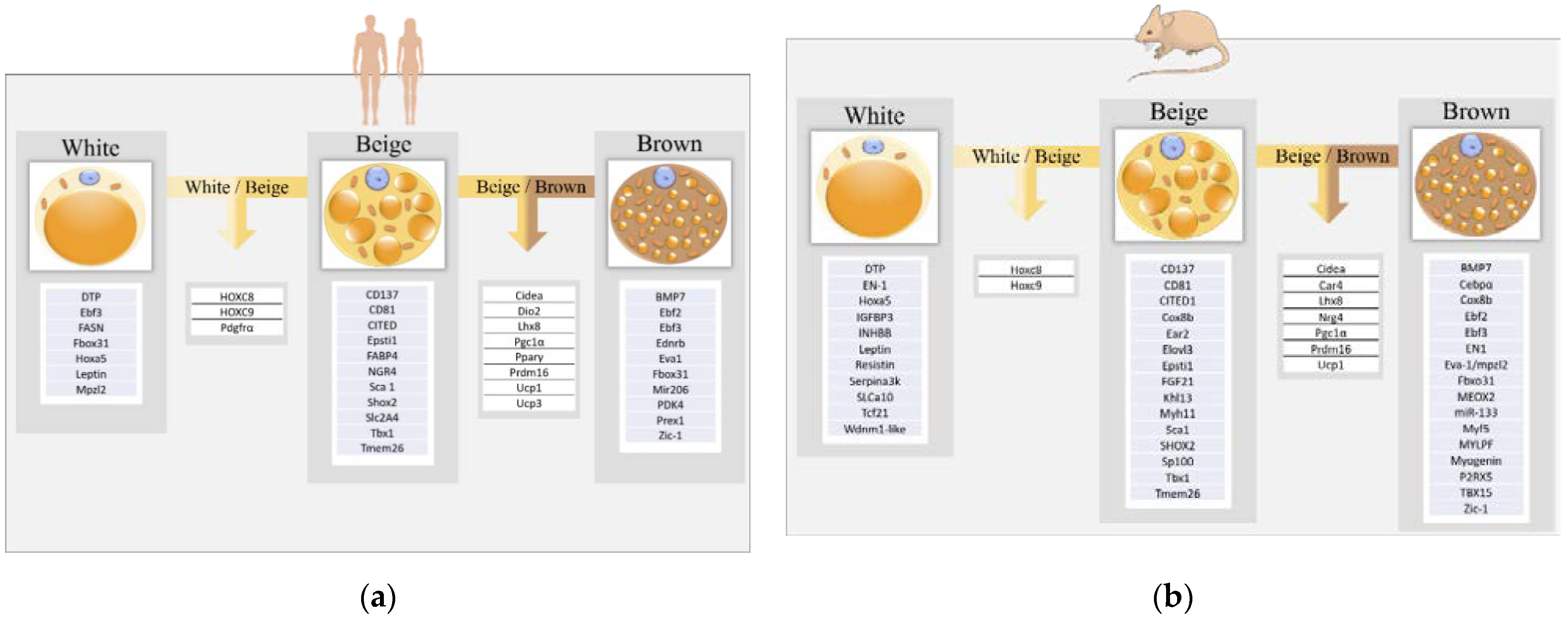 Cells 11 00991 g002 Cells 11 00991 g002