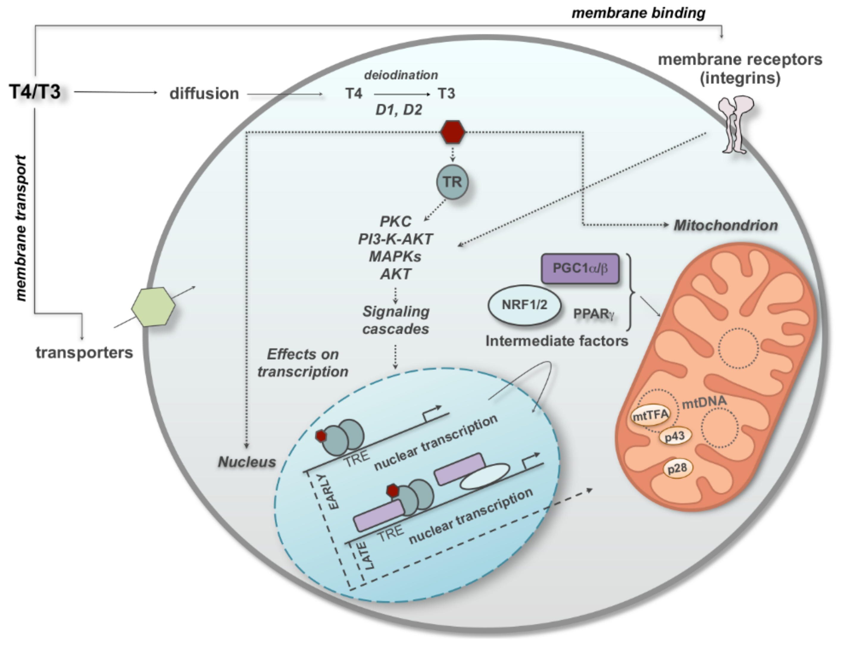 Cells 11 00997 g001 Cells 11 00997 g001